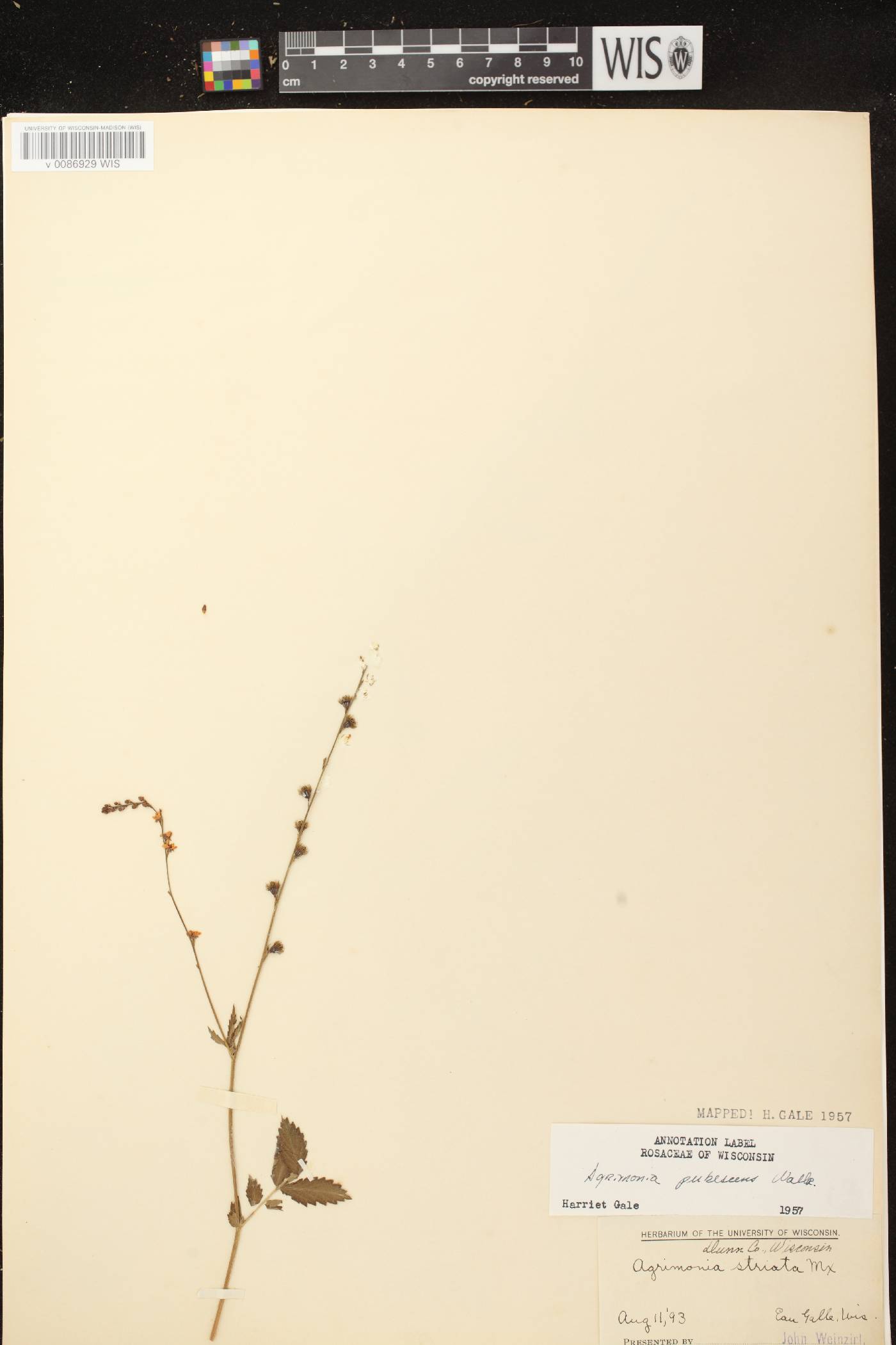Agrimonia pubescens image