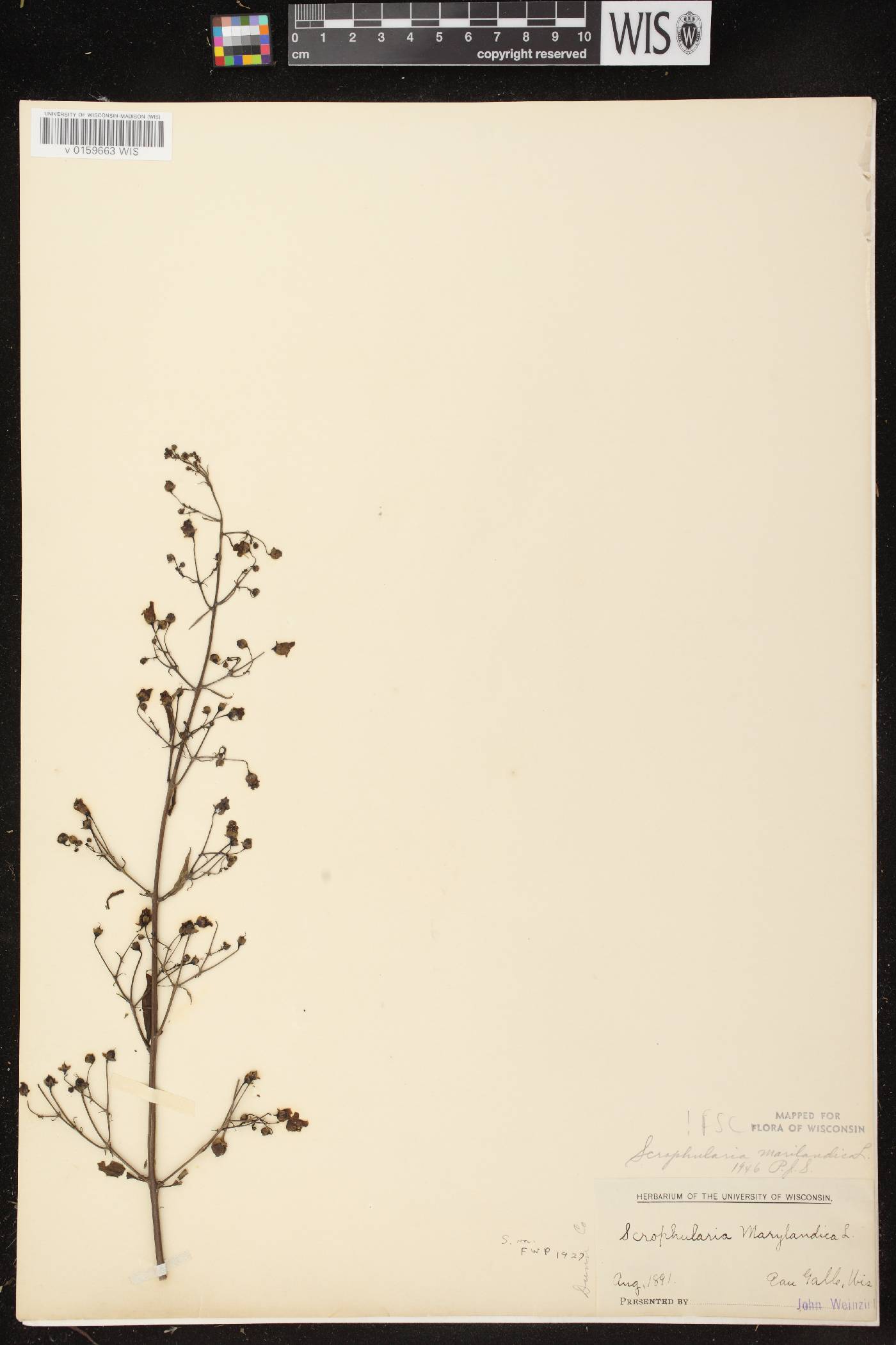 Scrophularia marilandica image