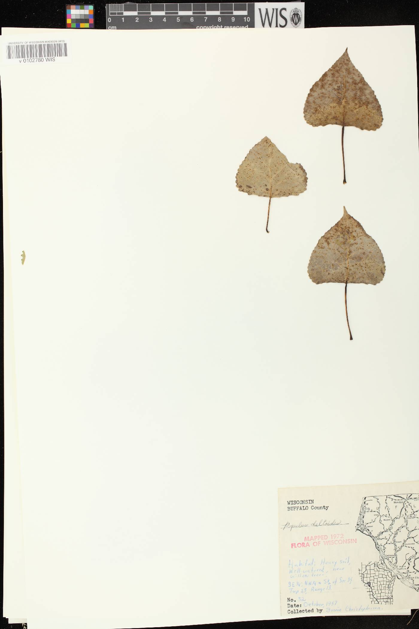 Populus deltoides subsp. monilifera image