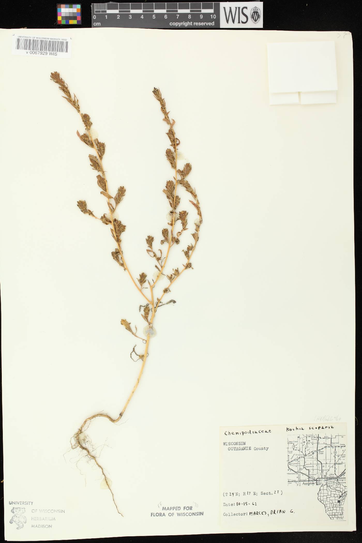 Bassia scoparia image