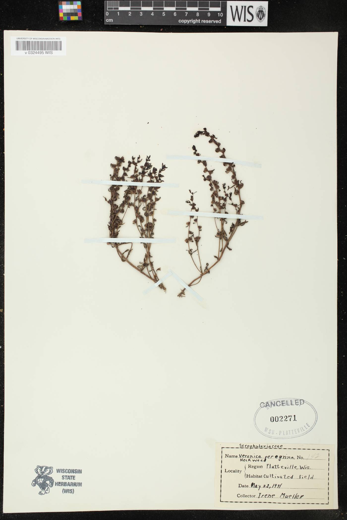 Veronica peregrina image