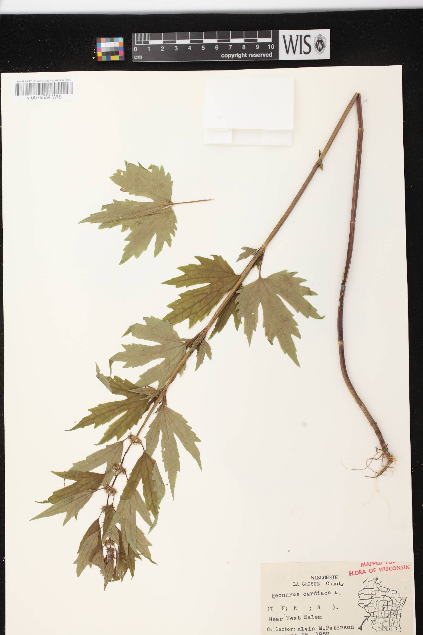 Leonurus cardiaca image