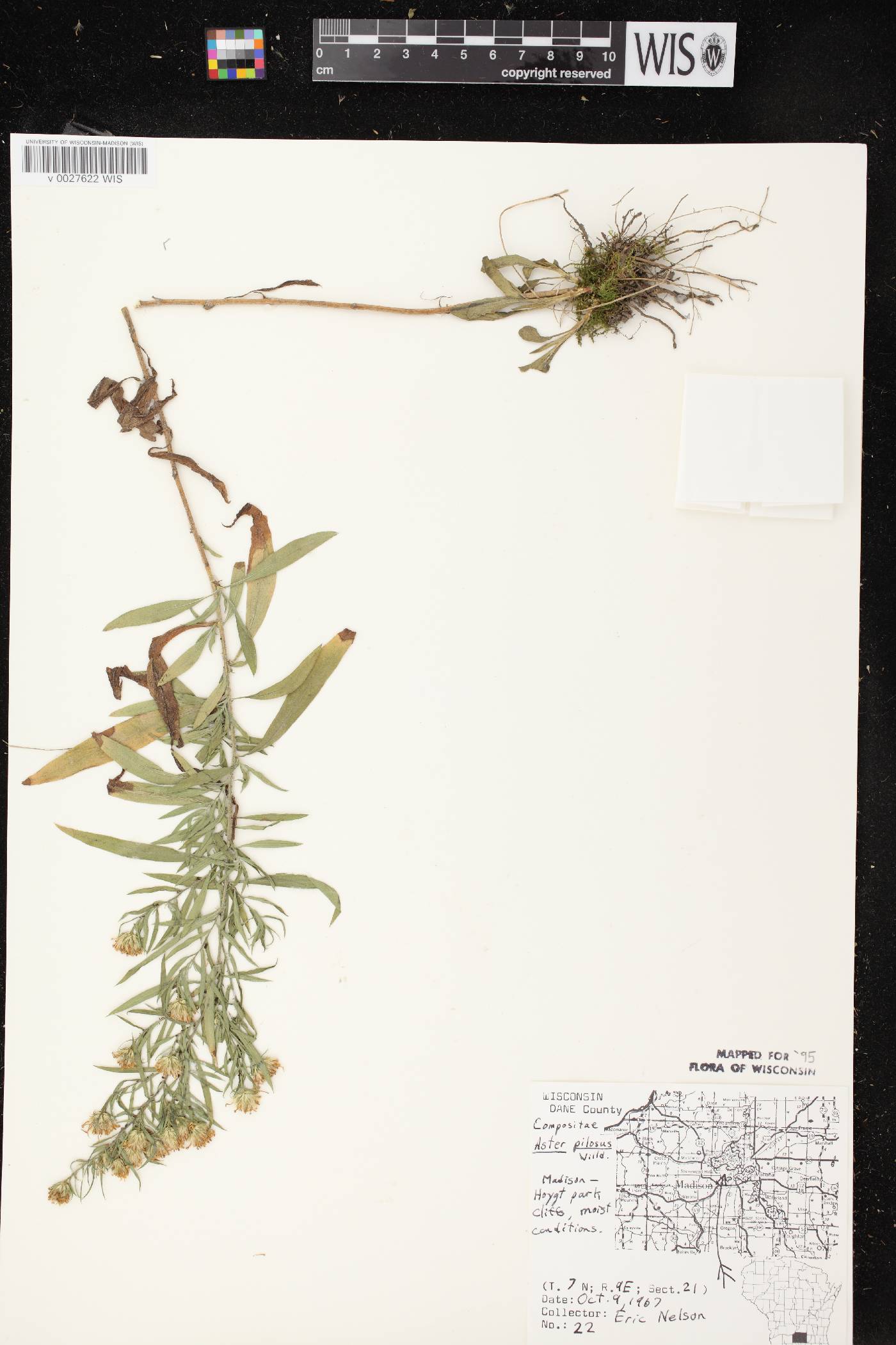 Symphyotrichum pilosum image