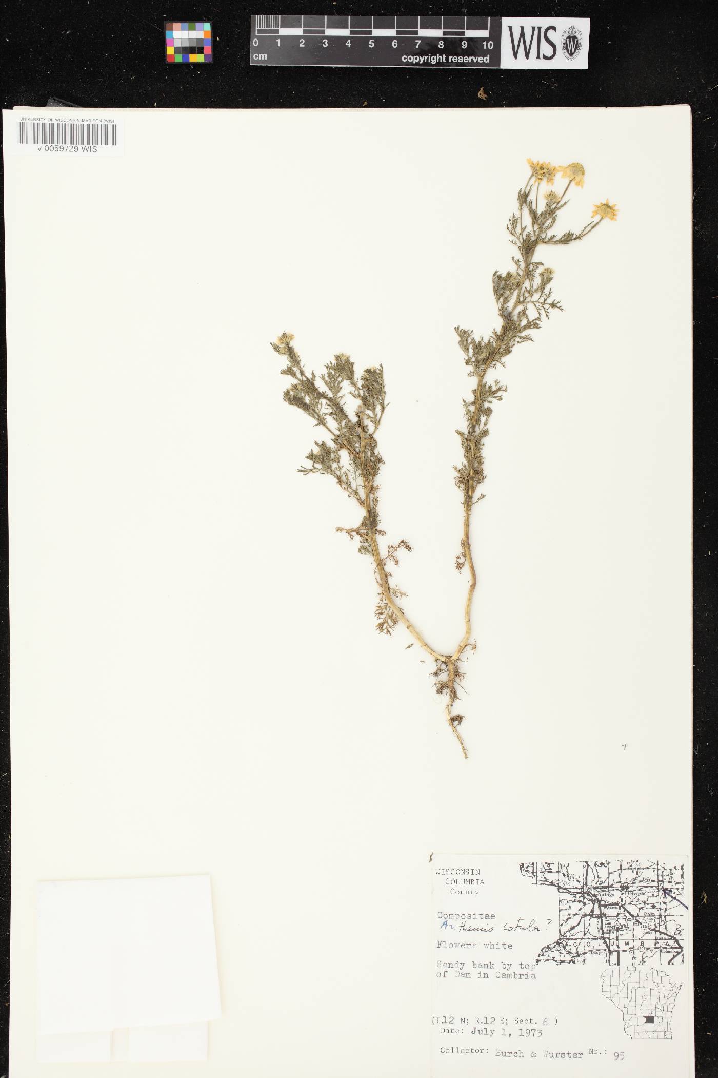 Anthemis cotula image
