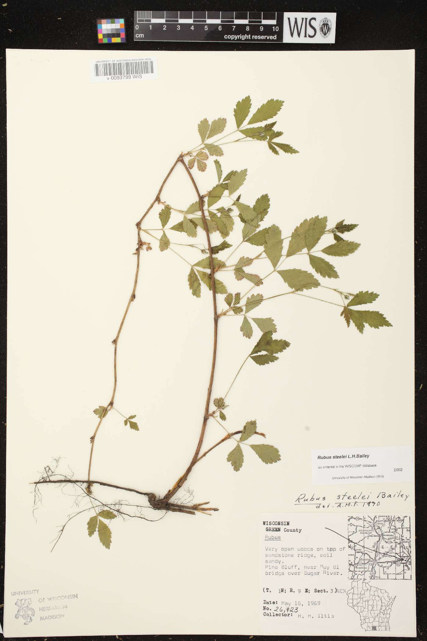 Rubus flagellaris image