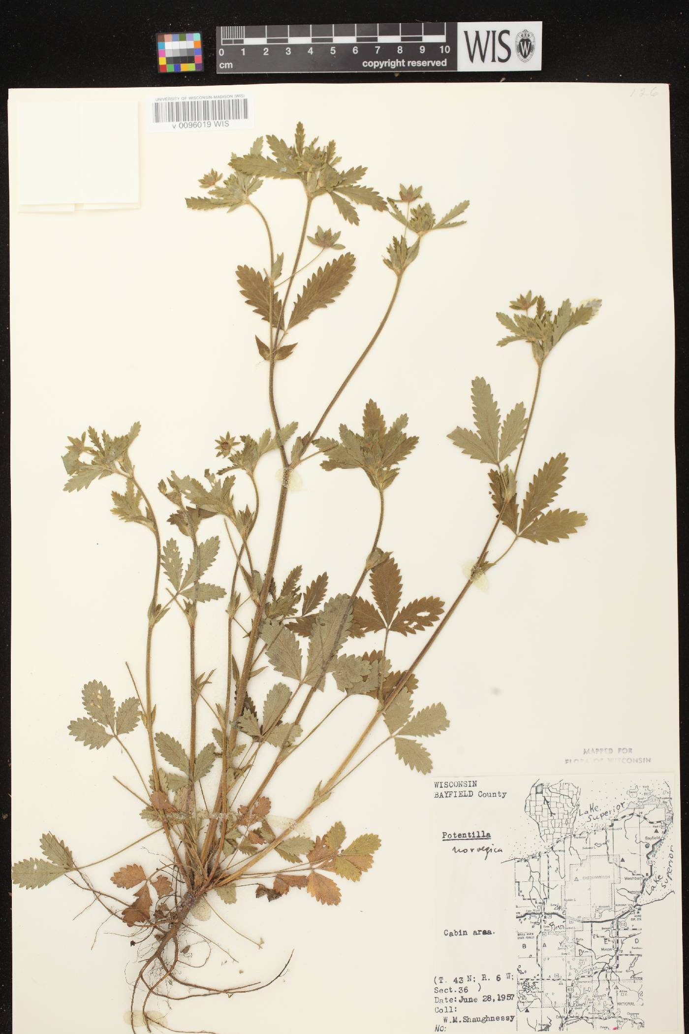 Potentilla norvegica image