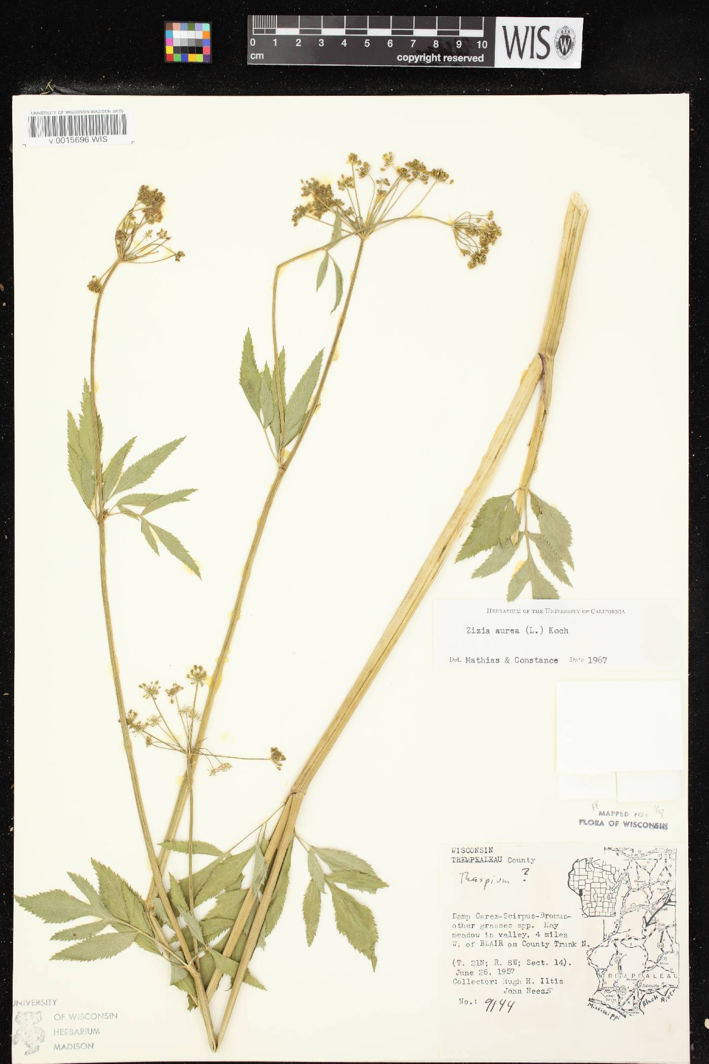 Zizia aurea image