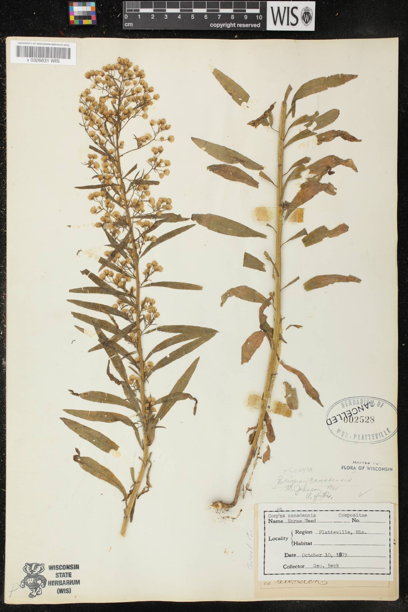 Conyza canadensis image