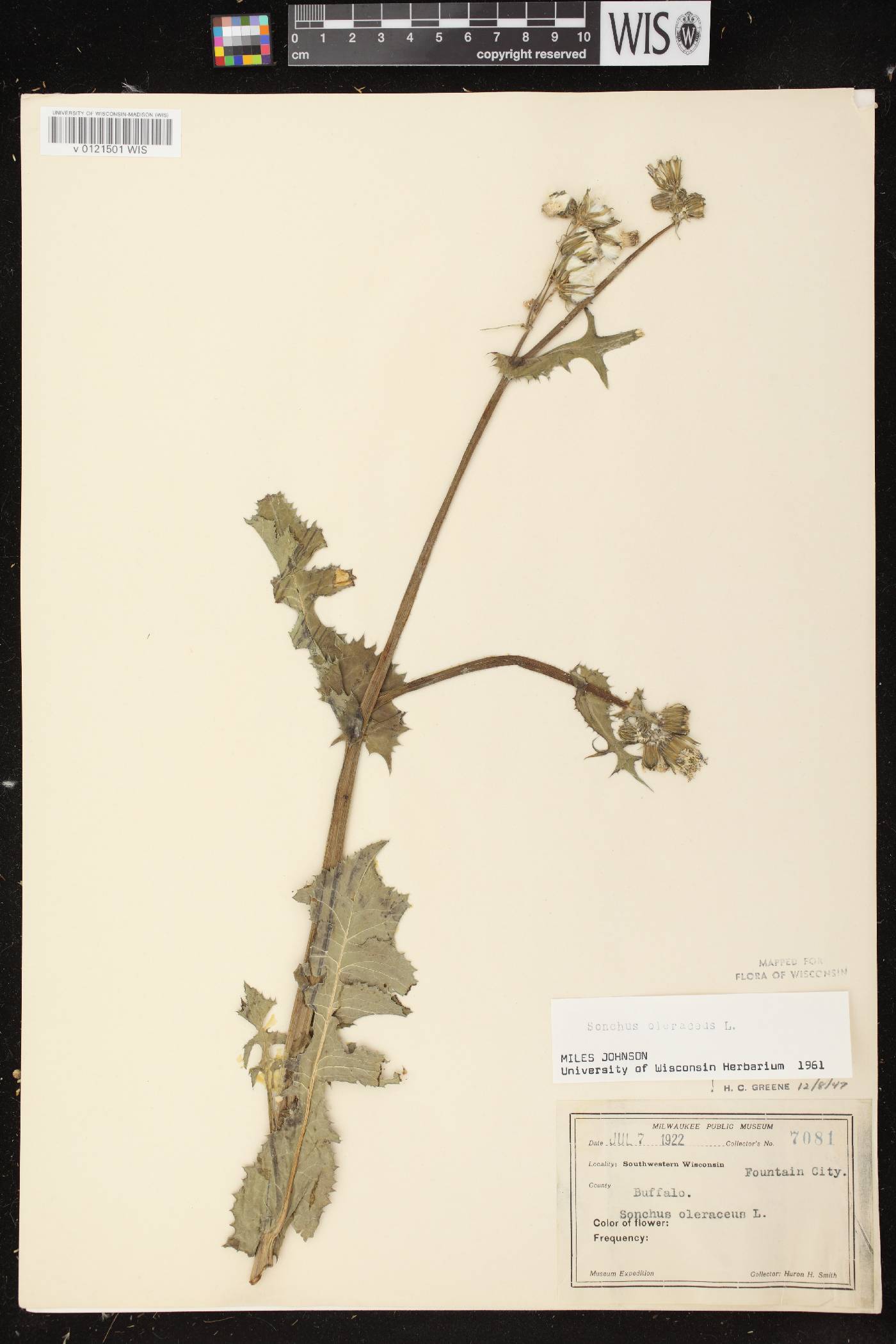 Sonchus oleraceus image