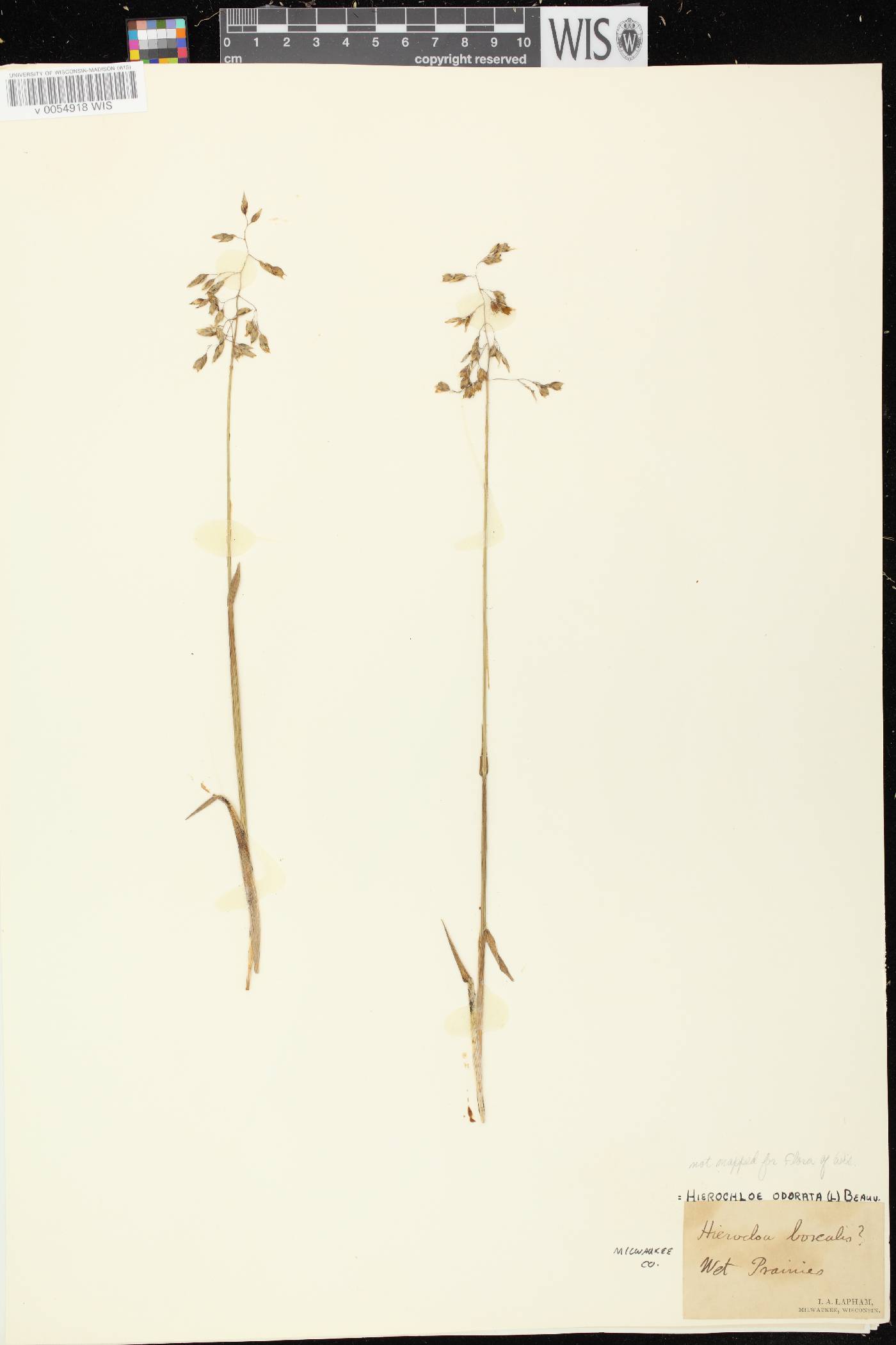 Anthoxanthum hirtum subsp. arcticum image