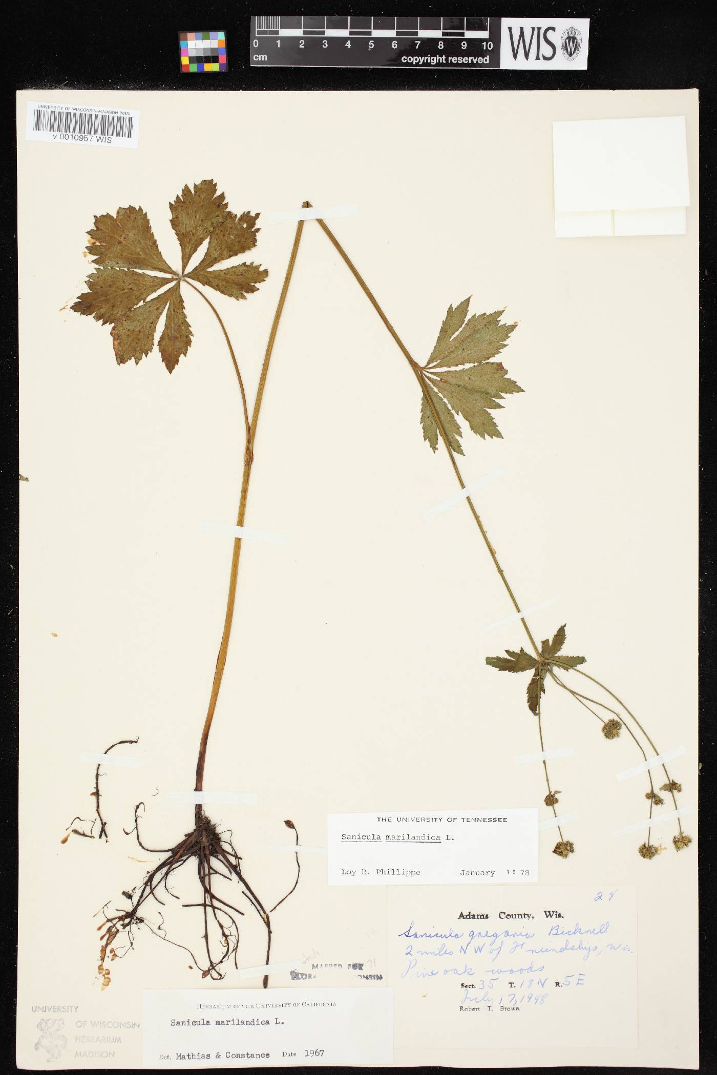 Sanicula marilandica image