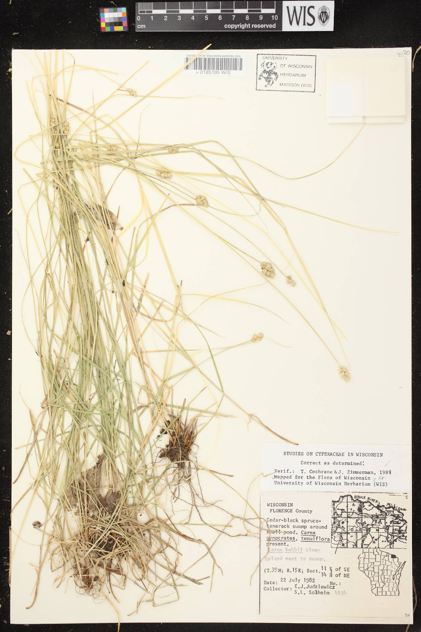 Carex bebbii image