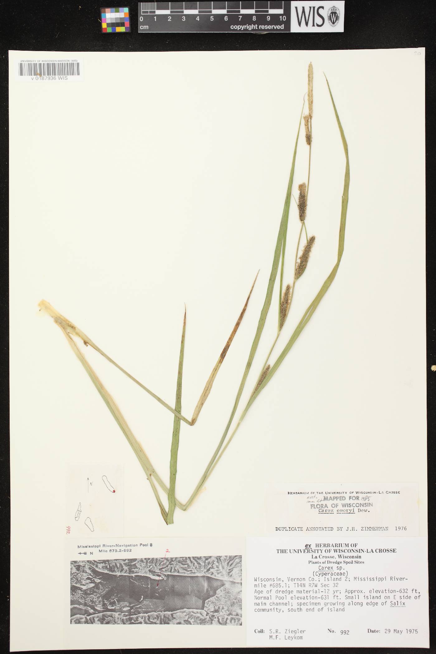 Carex emoryi image