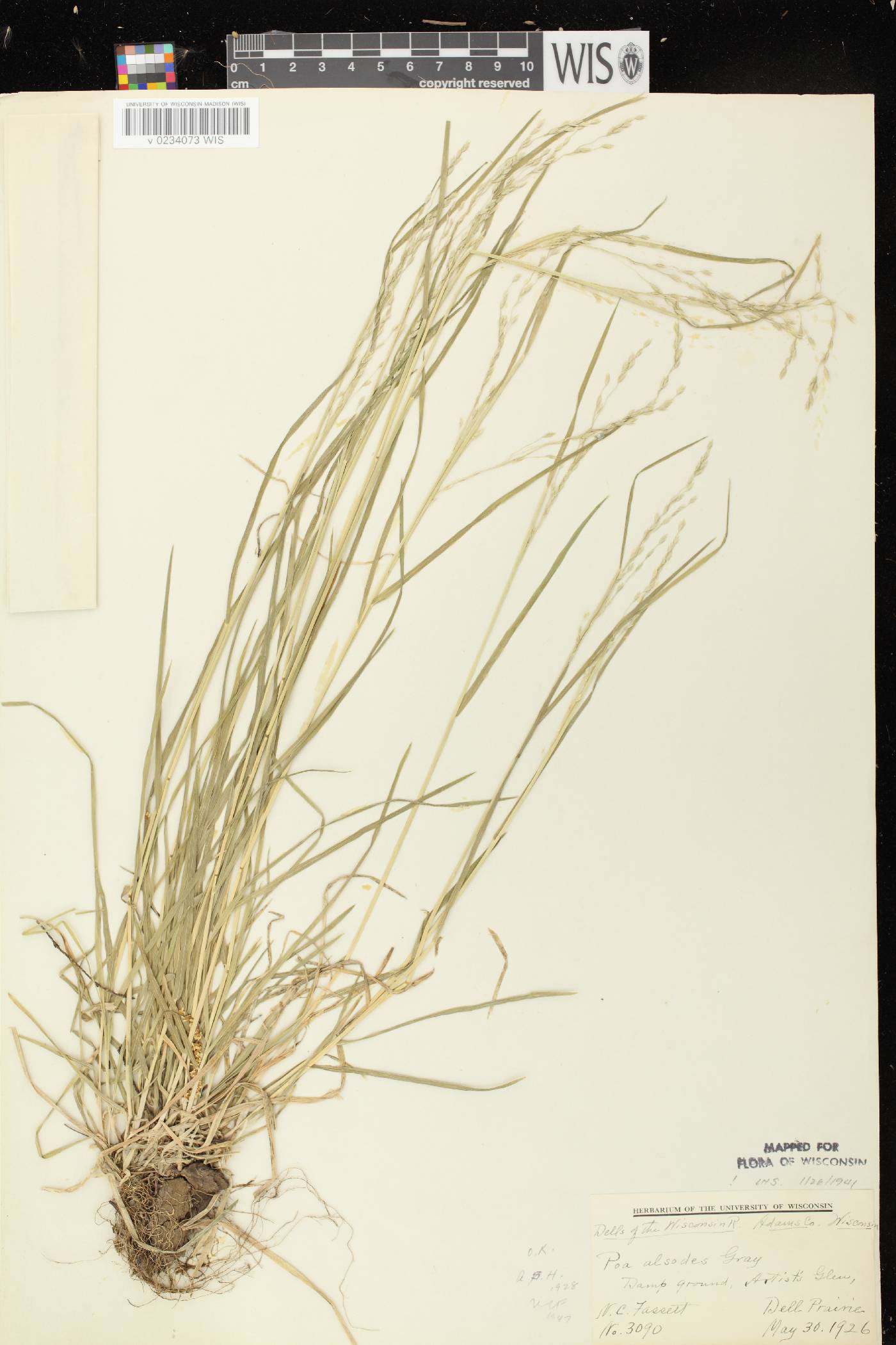 Poa alsodes image