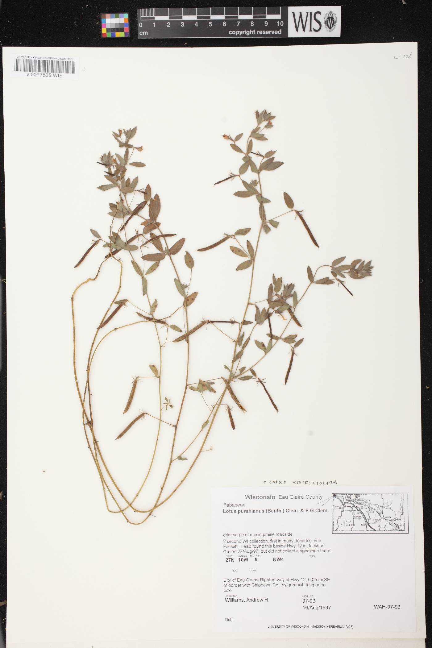 Online Virtual Flora of Wisconsin - Lotus unifoliolatus