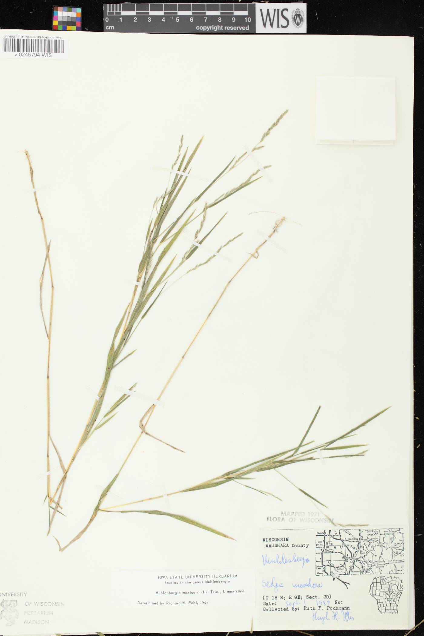 Muhlenbergia mexicana image