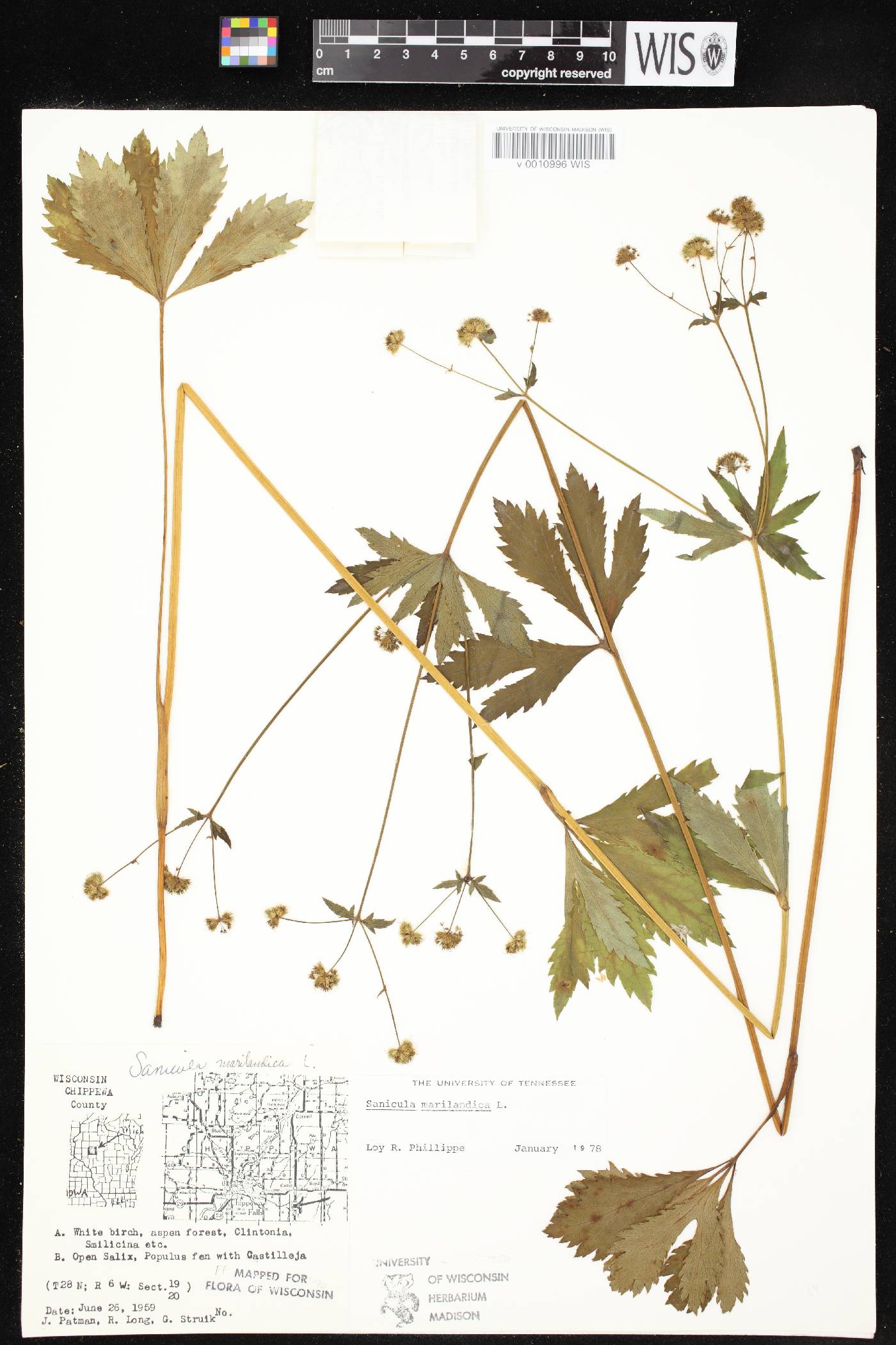 Sanicula marilandica image