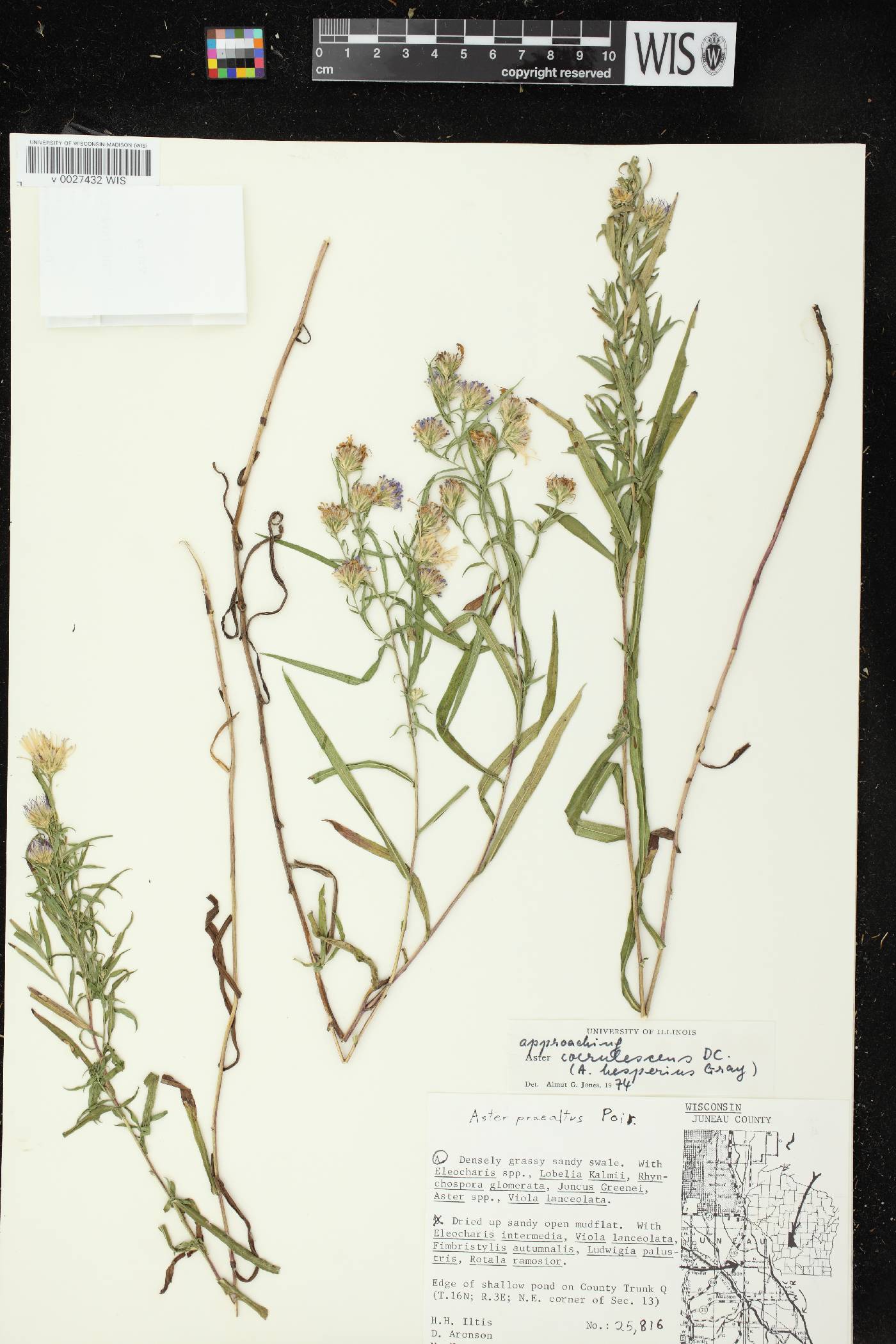Symphyotrichum praealtum image
