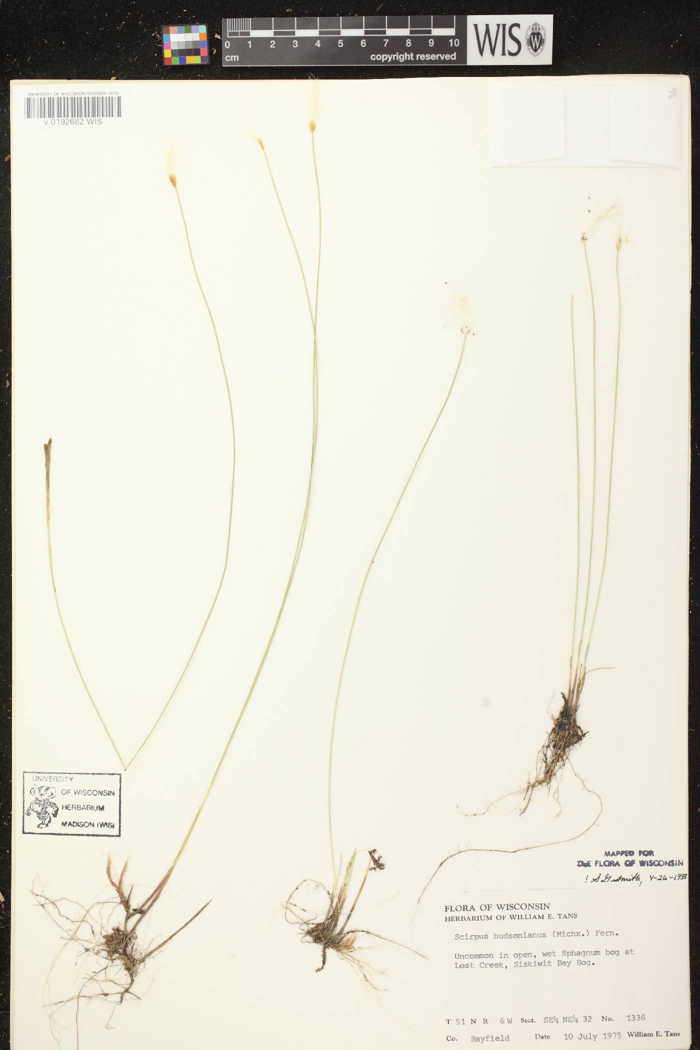Trichophorum alpinum image