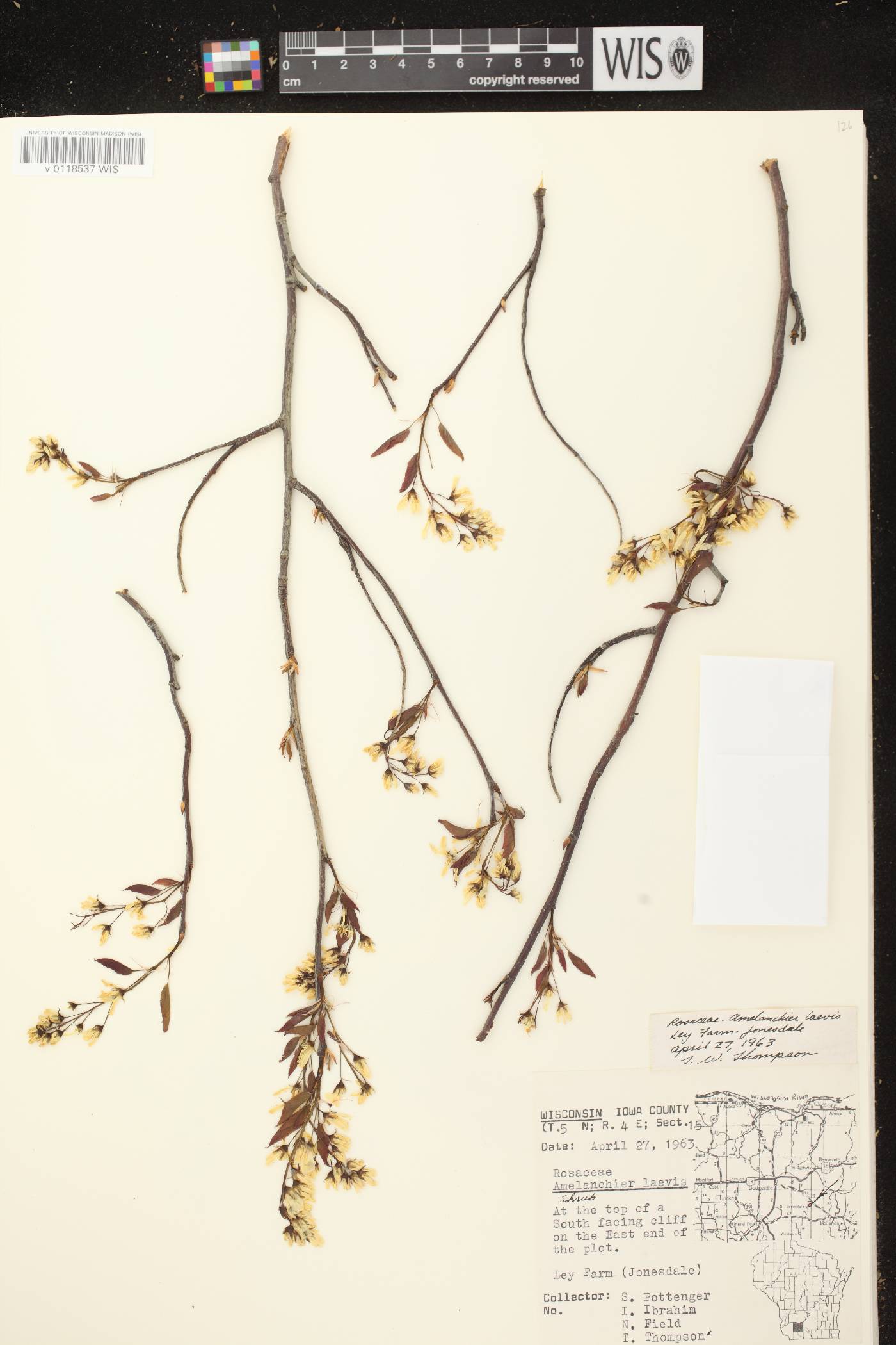 Amelanchier laevis image
