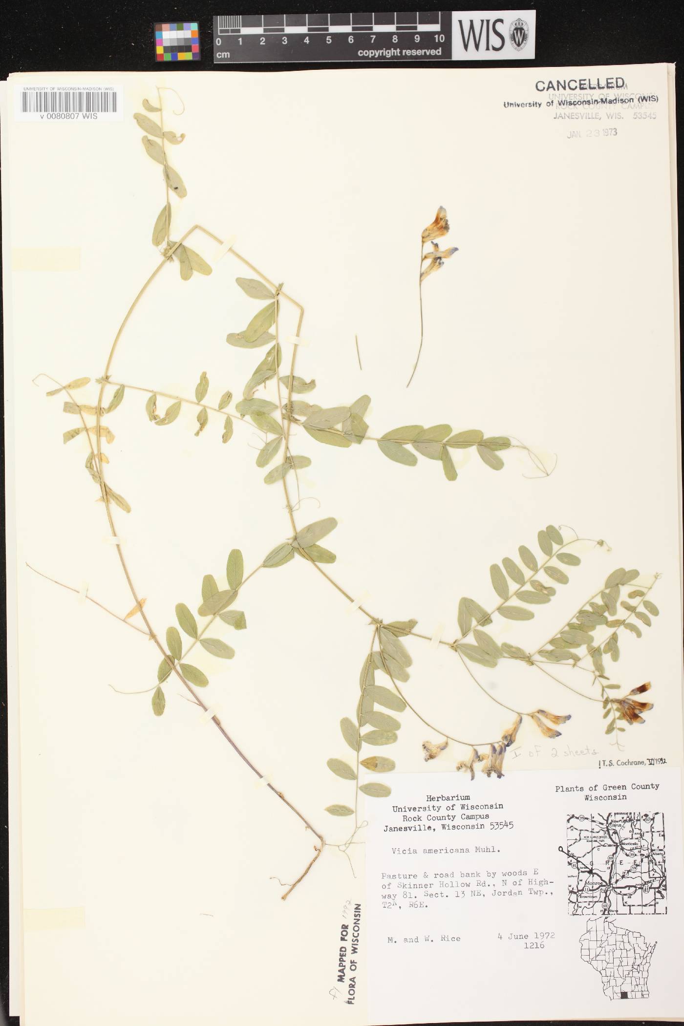Vicia americana image