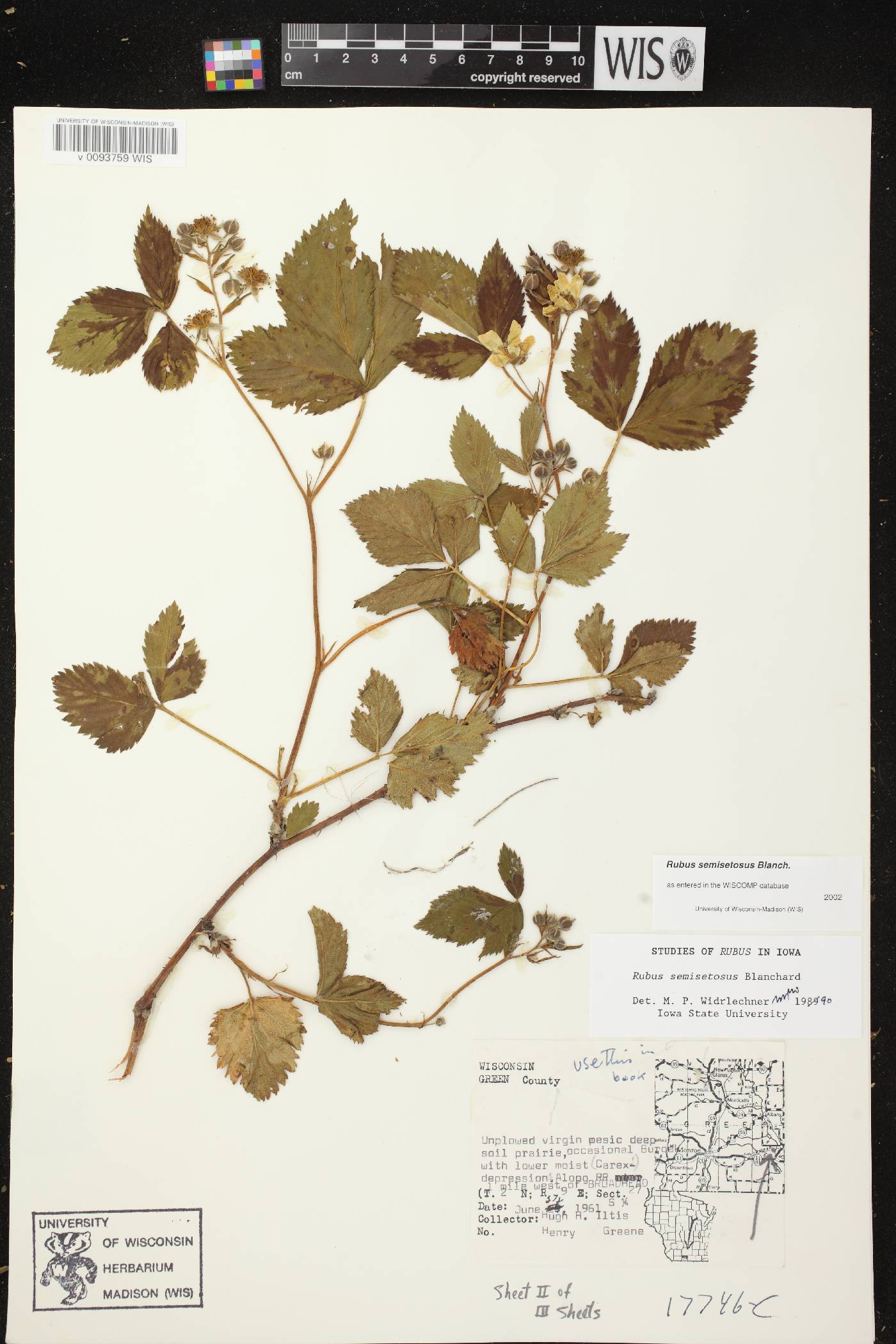 Rubus setosus image