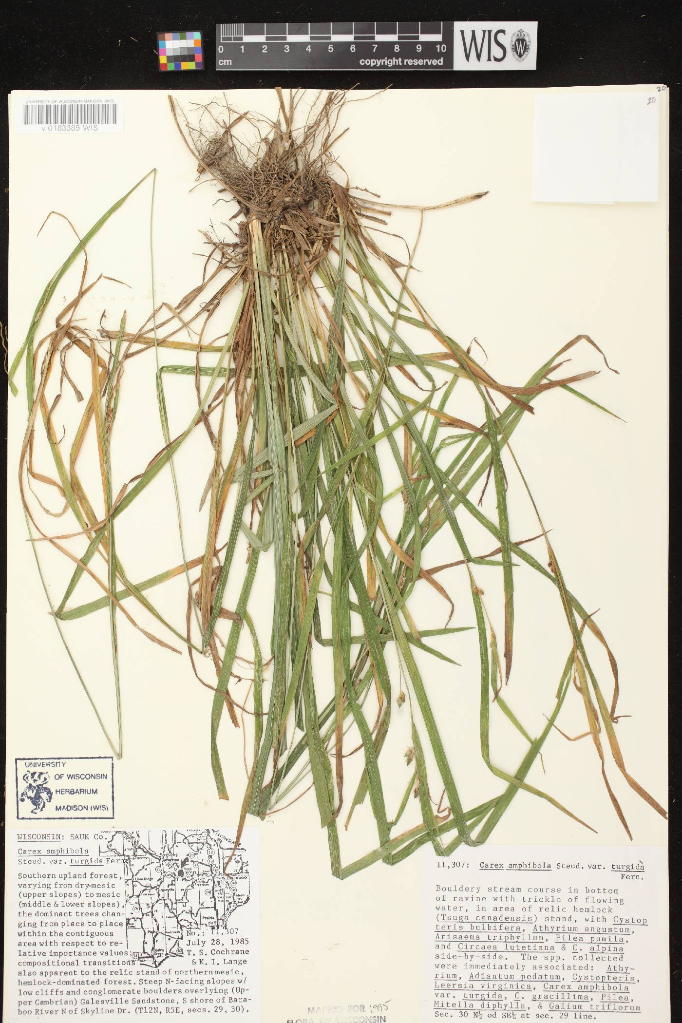 Carex grisea image