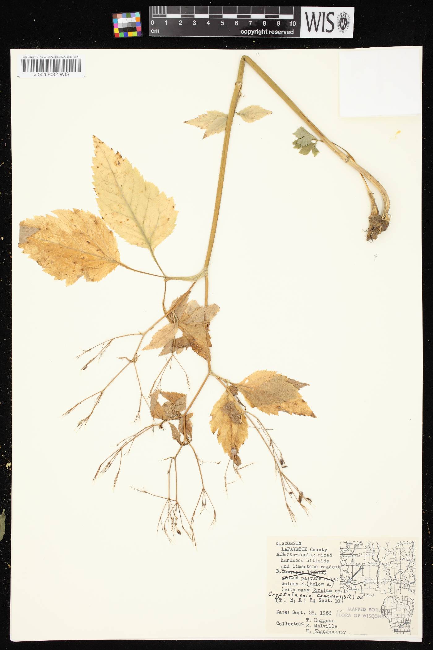 Cryptotaenia canadensis image