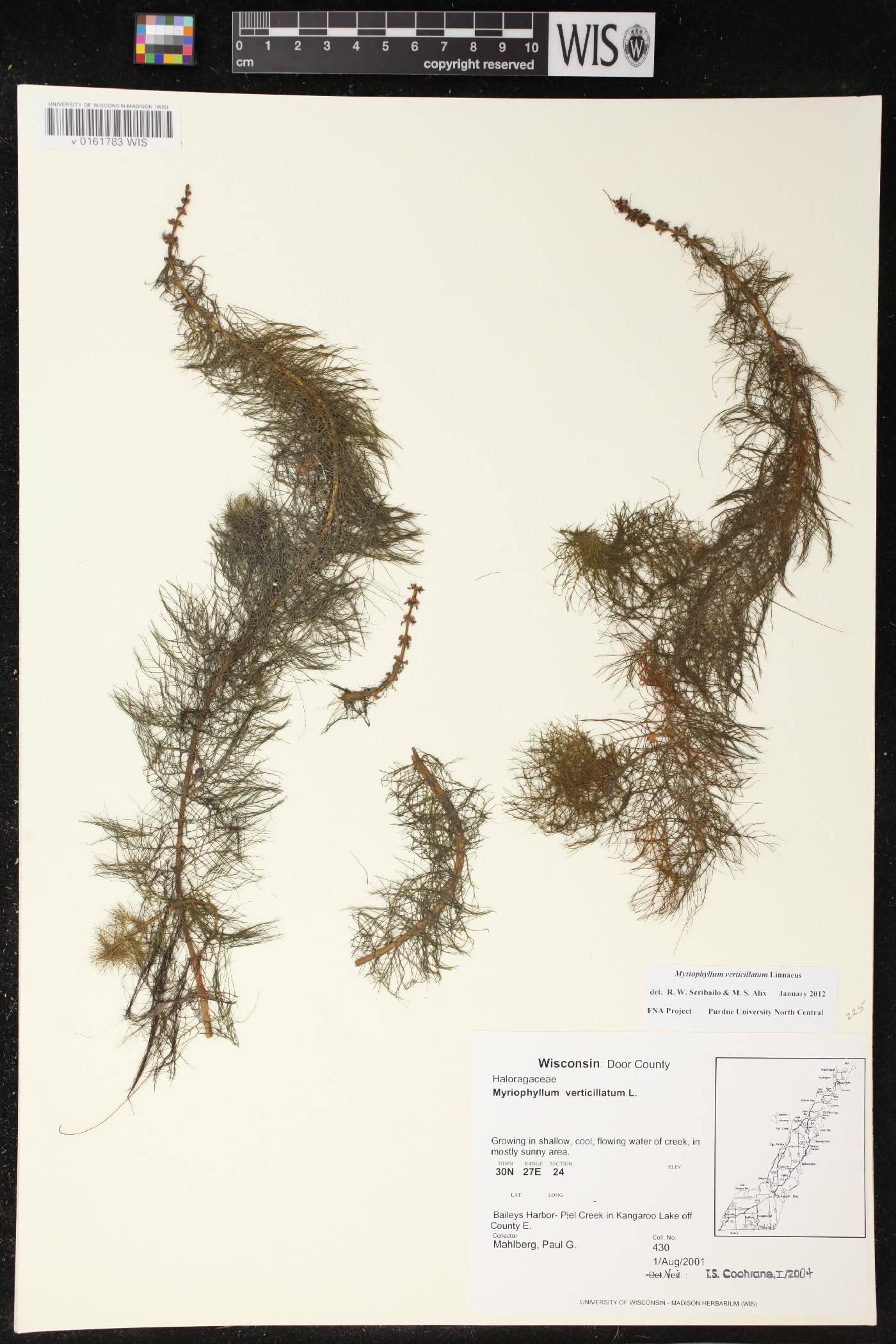 Myriophyllum verticillatum image