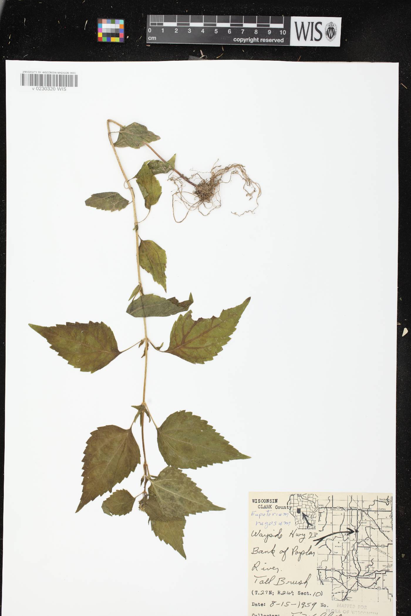 Ageratina altissima subsp. altissima image