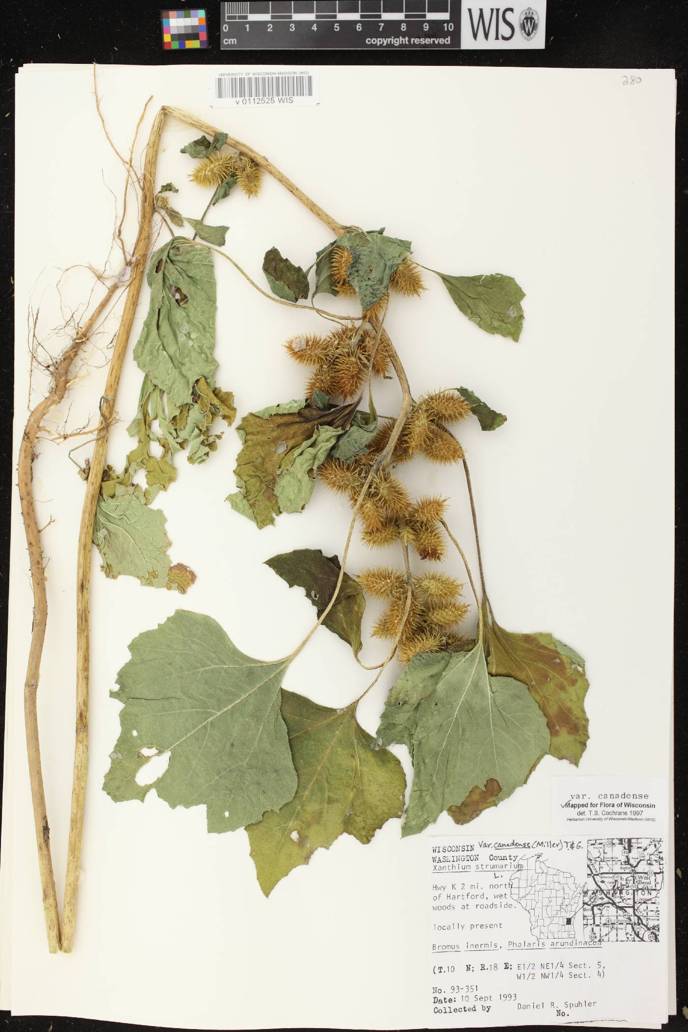 Xanthium strumarium image