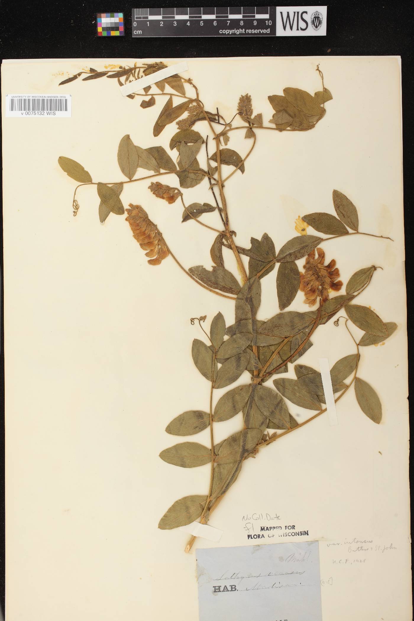Lathyrus venosus image