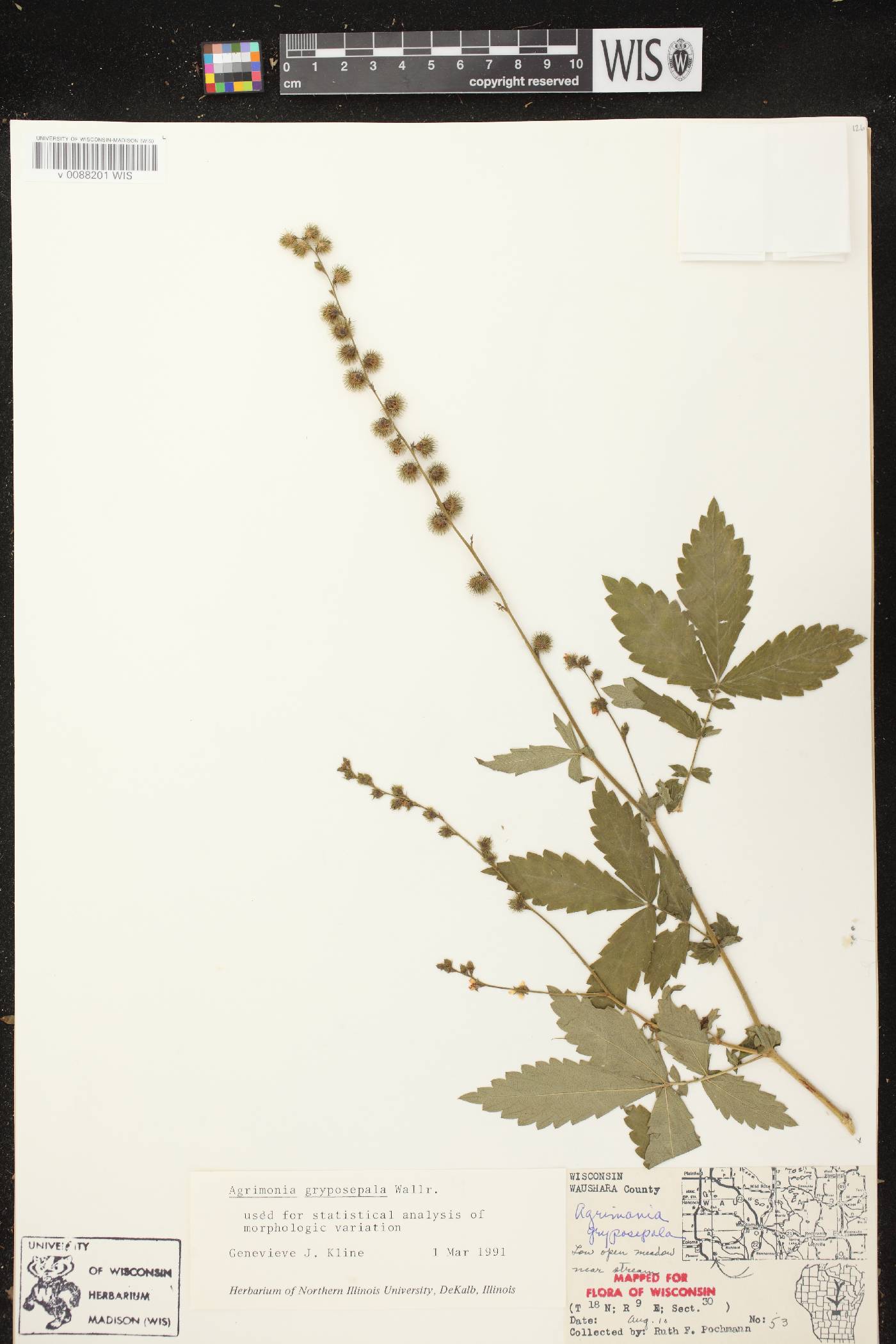 Agrimonia gryposepala image