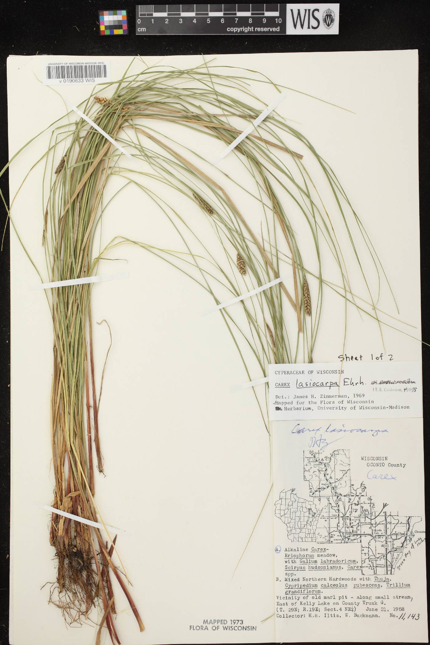 Carex lasiocarpa subsp. americana image