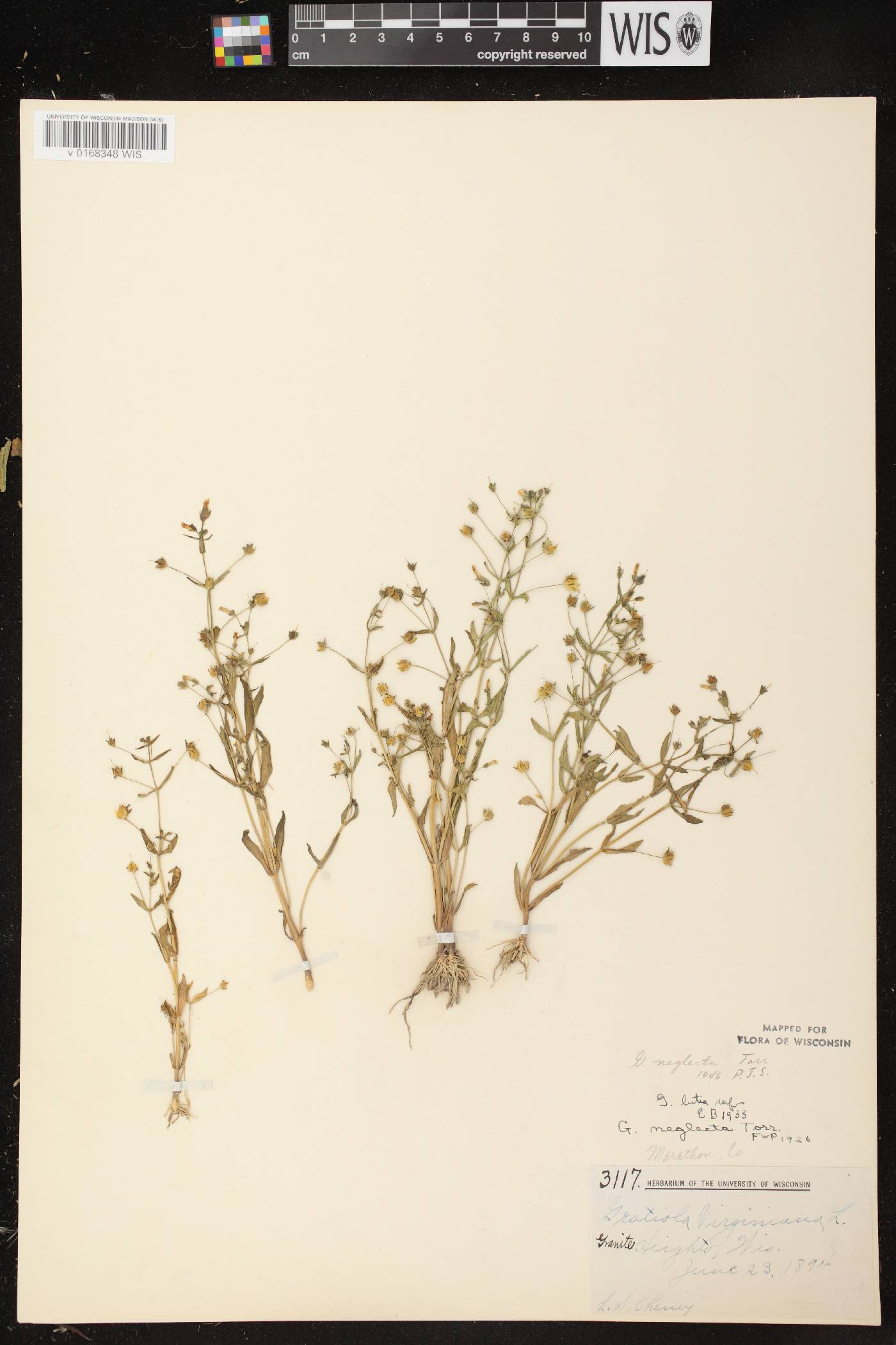 Gratiola neglecta image