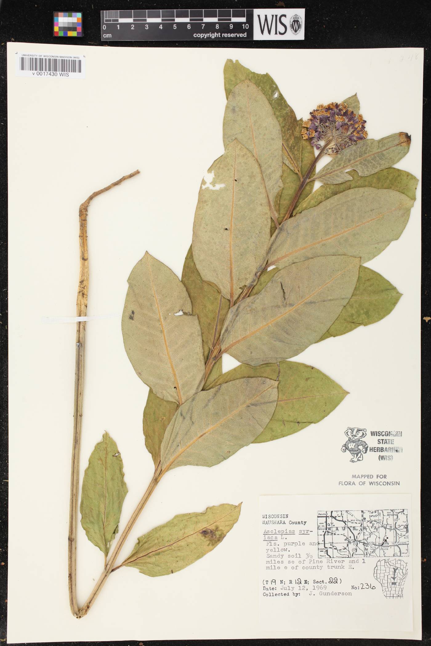 Asclepias syriaca image