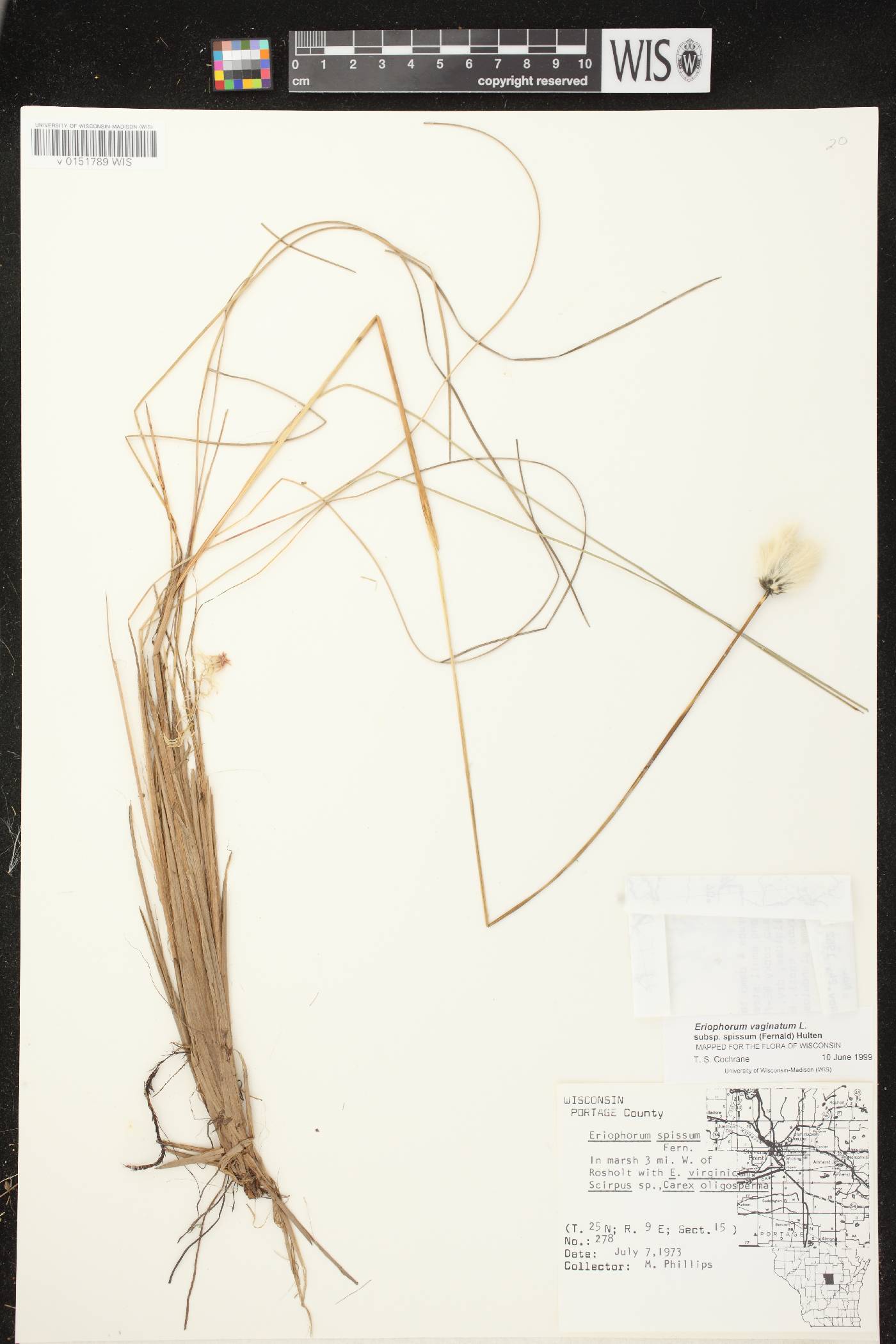 Eriophorum vaginatum image