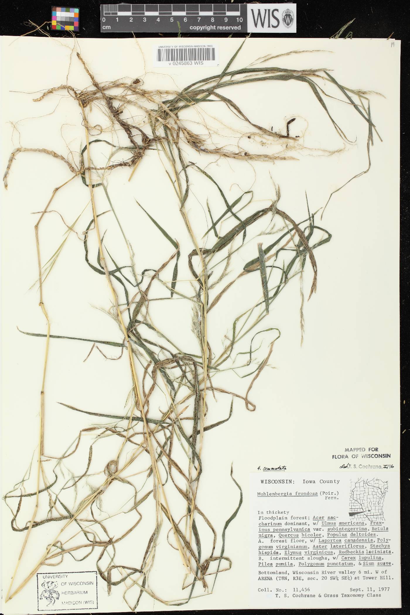 Muhlenbergia frondosa image