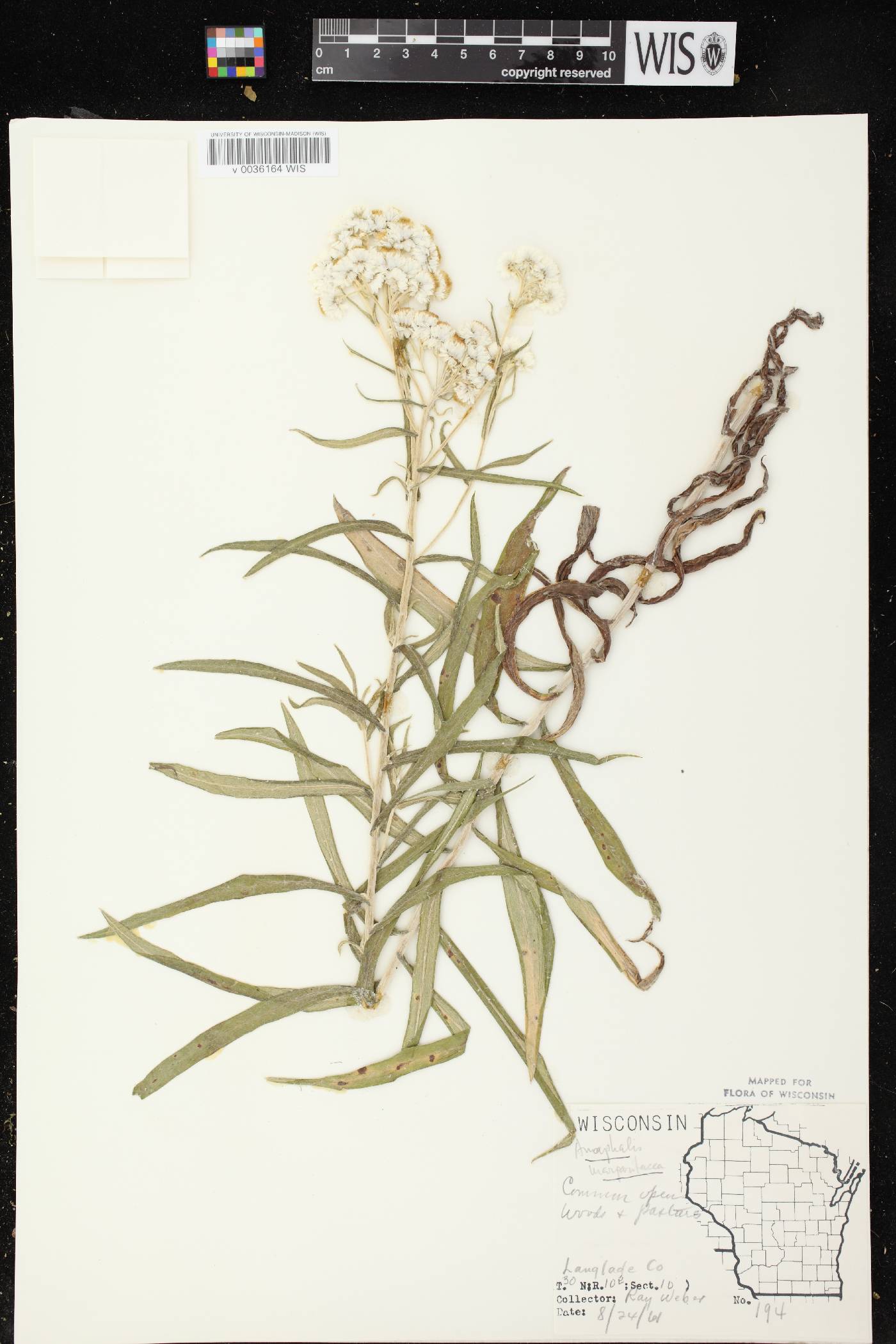 Anaphalis margaritacea image