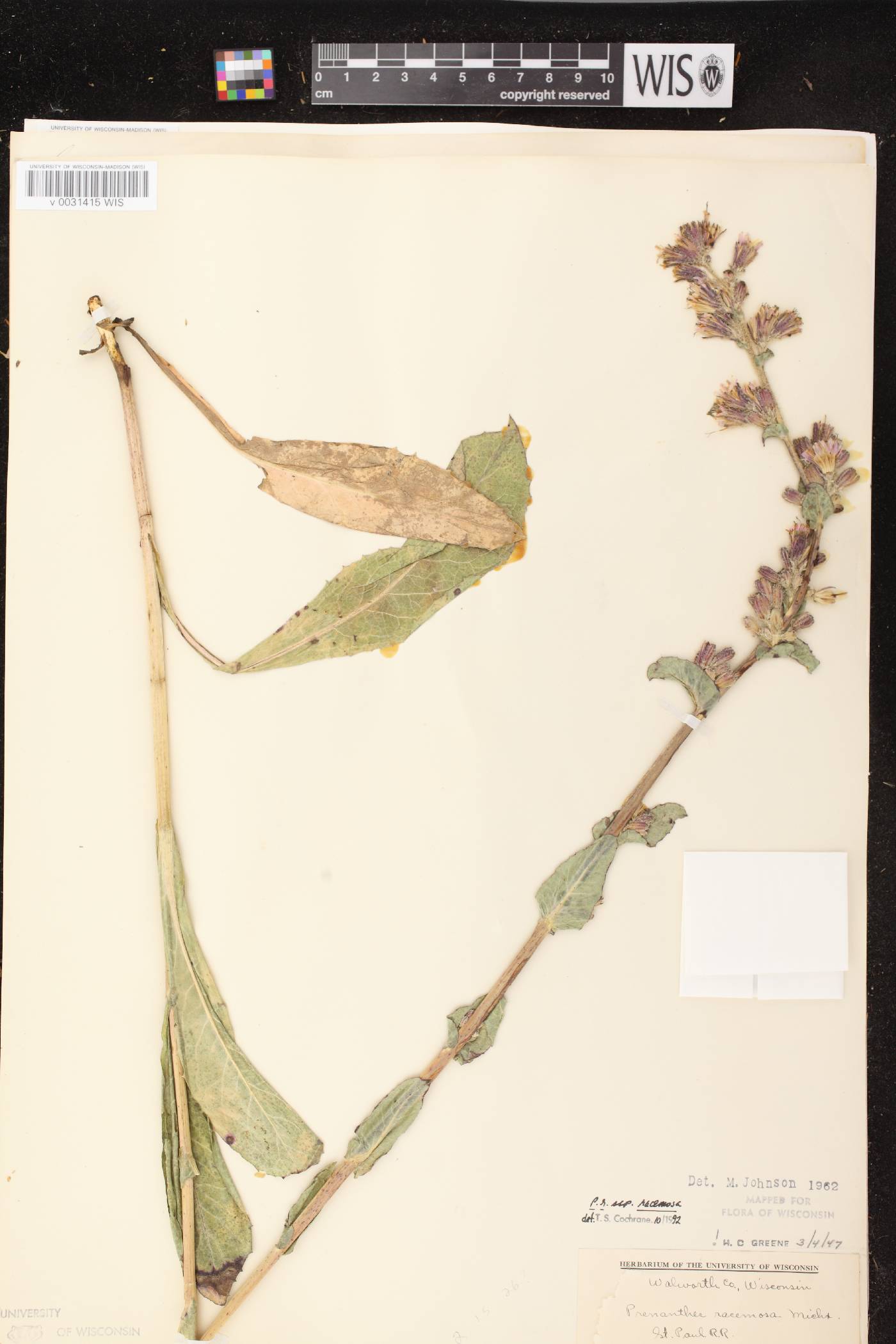 Prenanthes racemosa image
