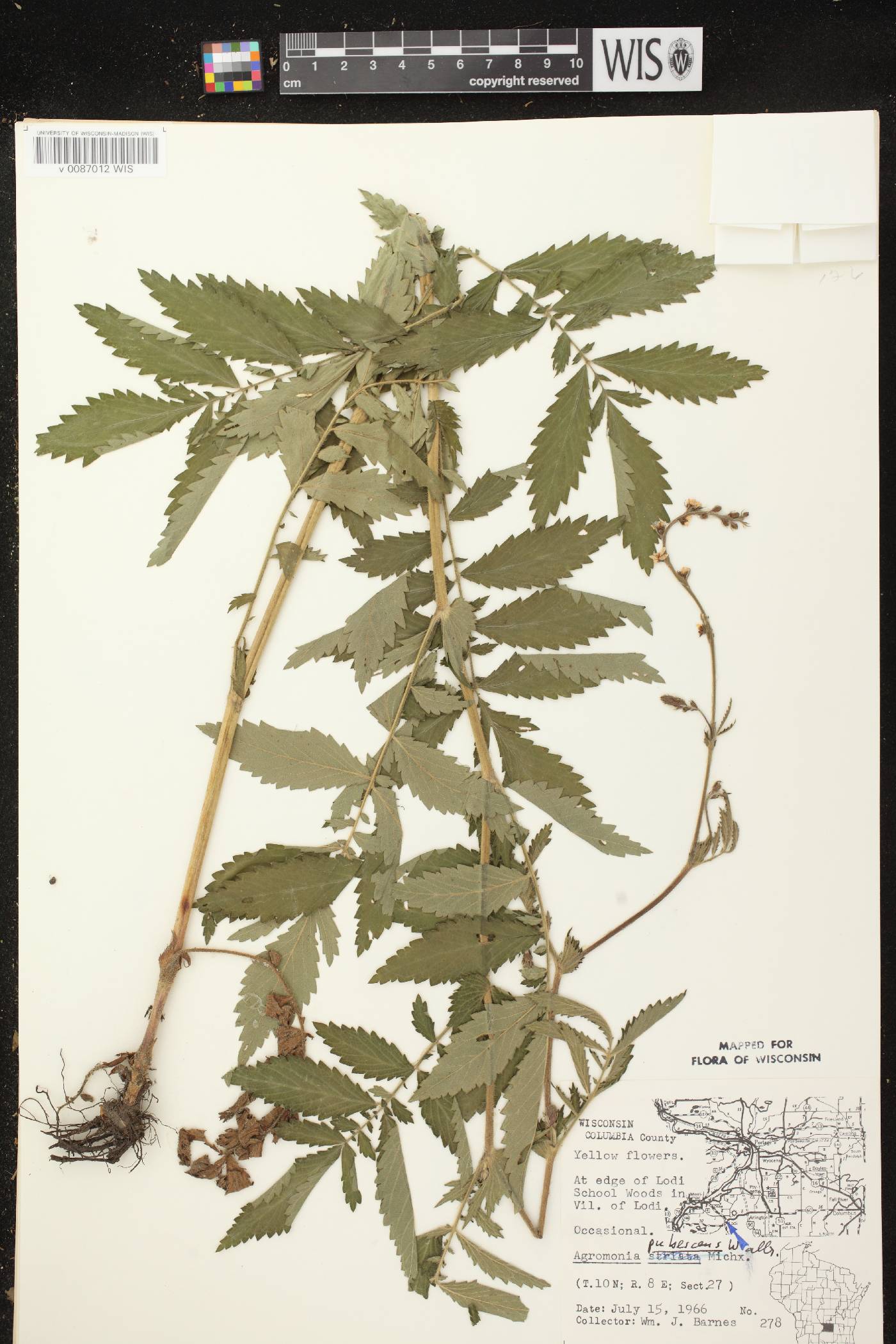 Agrimonia pubescens image