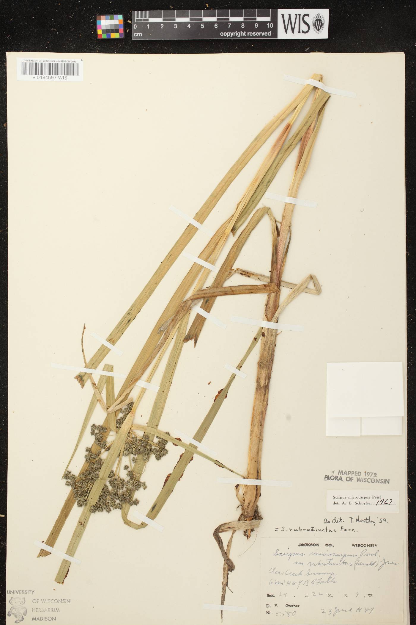 Scirpus microcarpus image