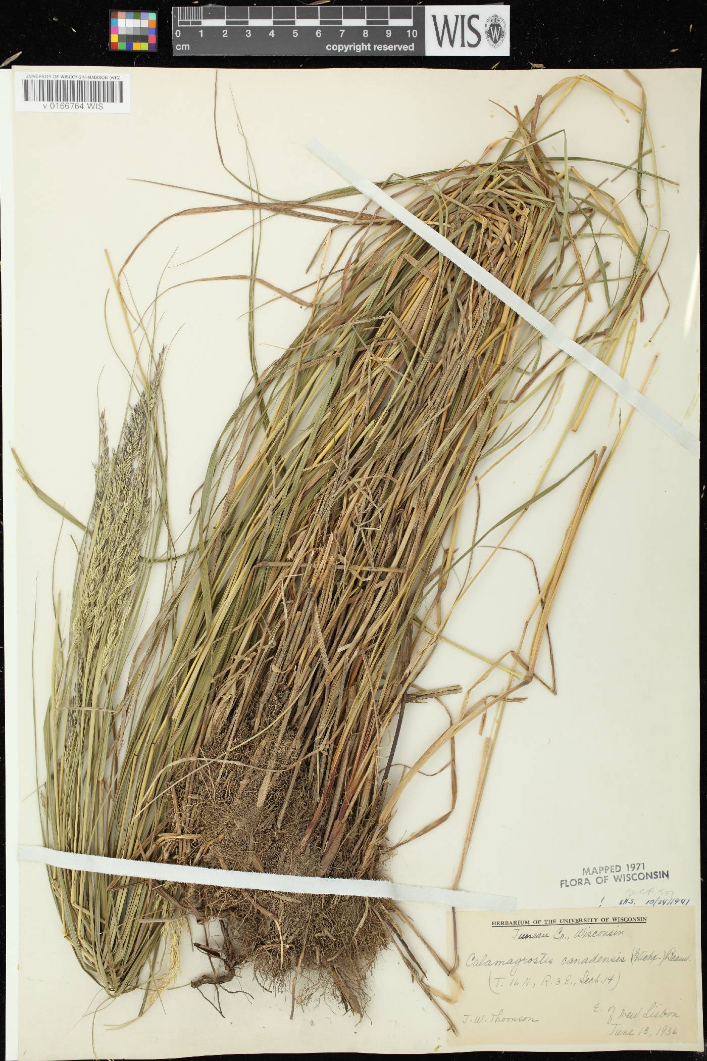 Calamagrostis canadensis var. canadensis image