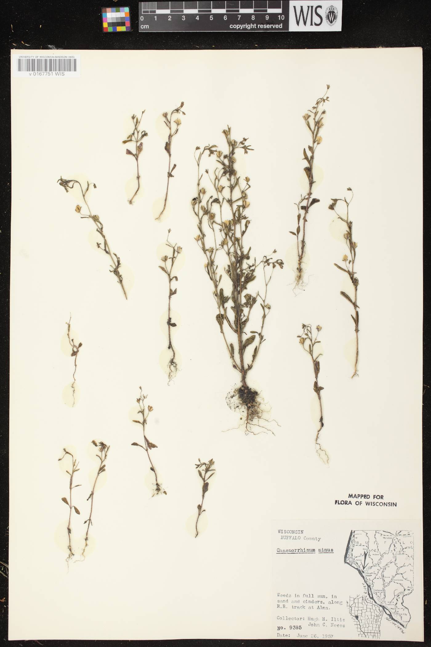 Chaenorhinum minus image