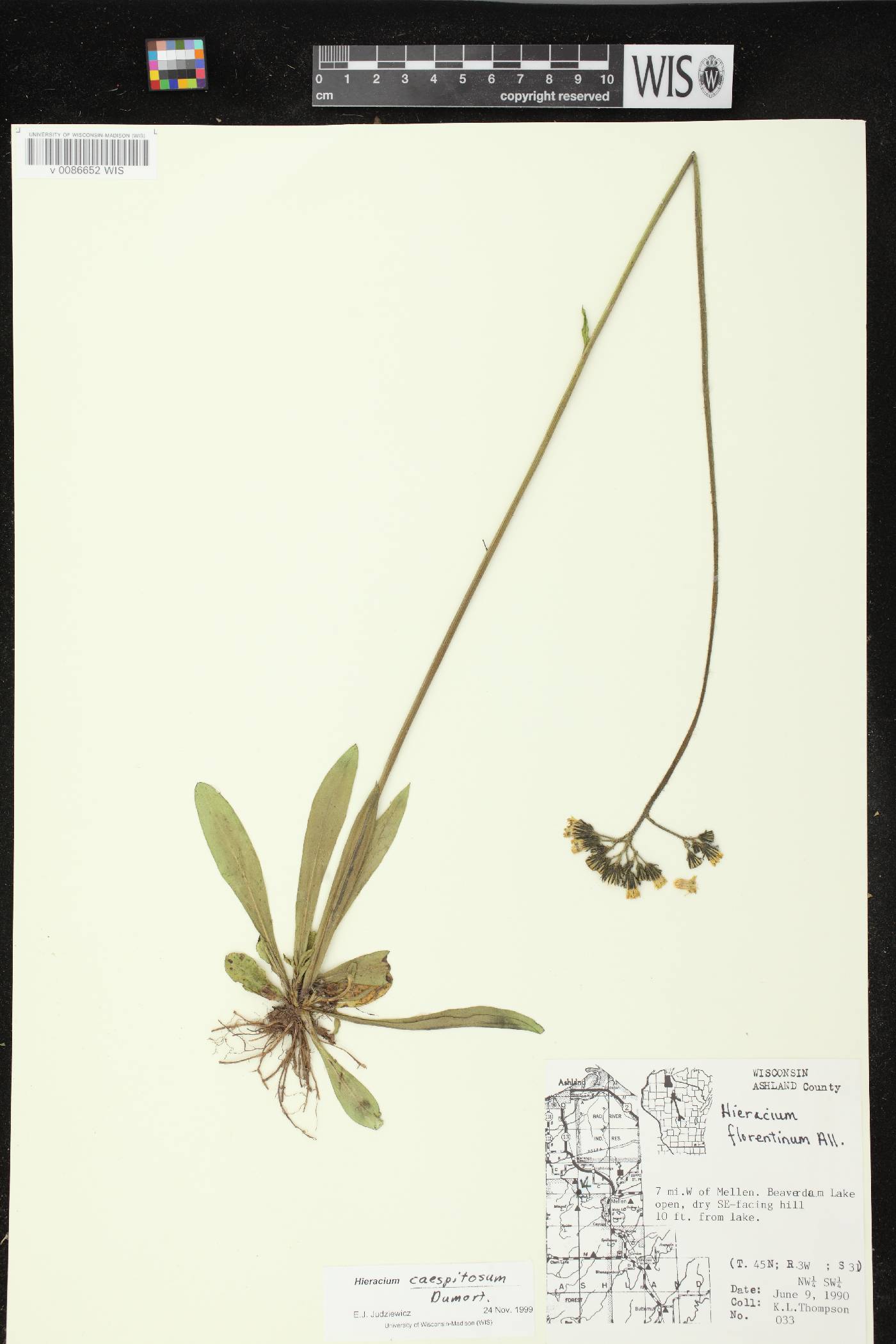 Hieracium caespitosum image