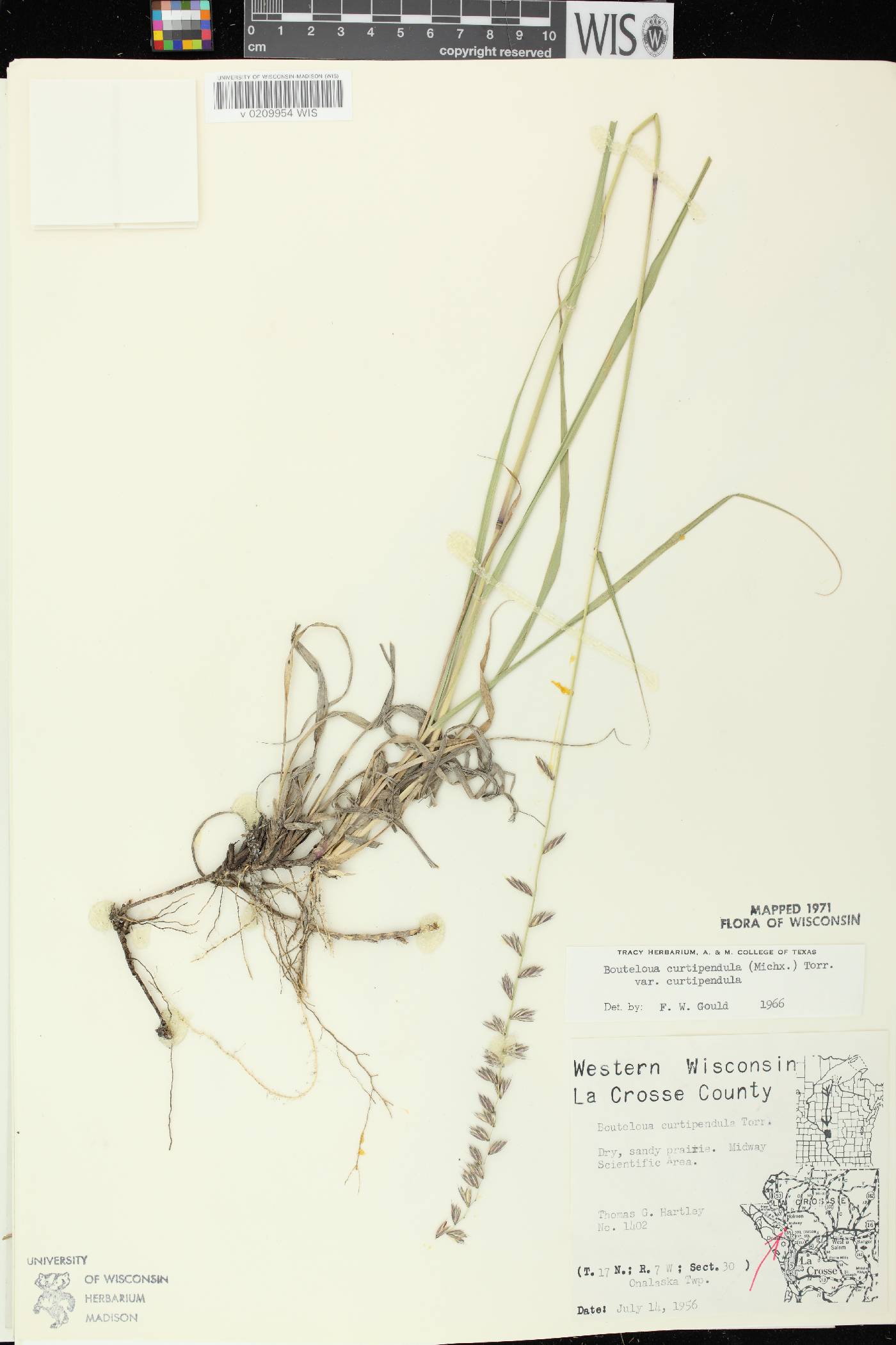 Bouteloua curtipendula image