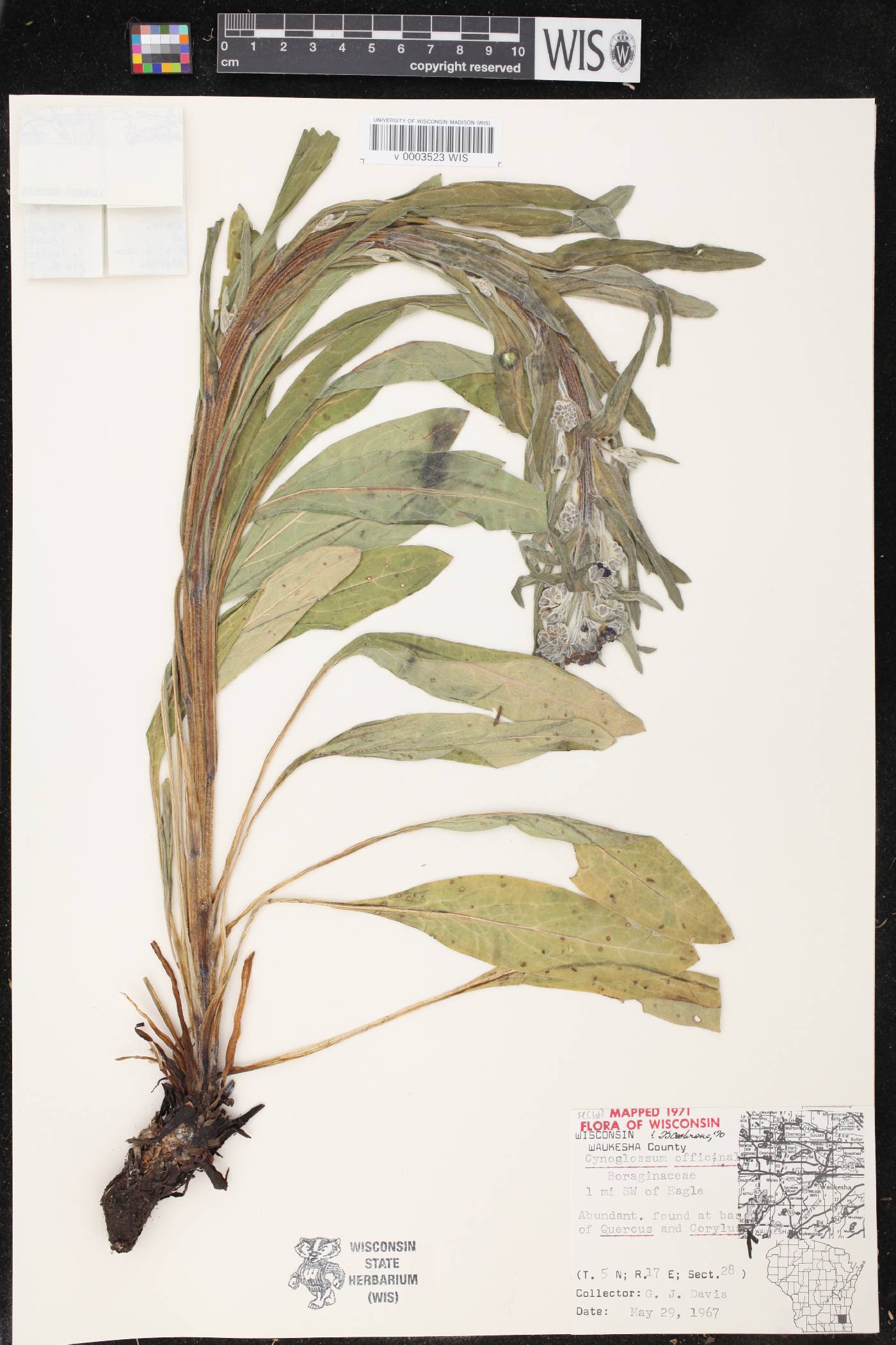 Cynoglossum officinale image