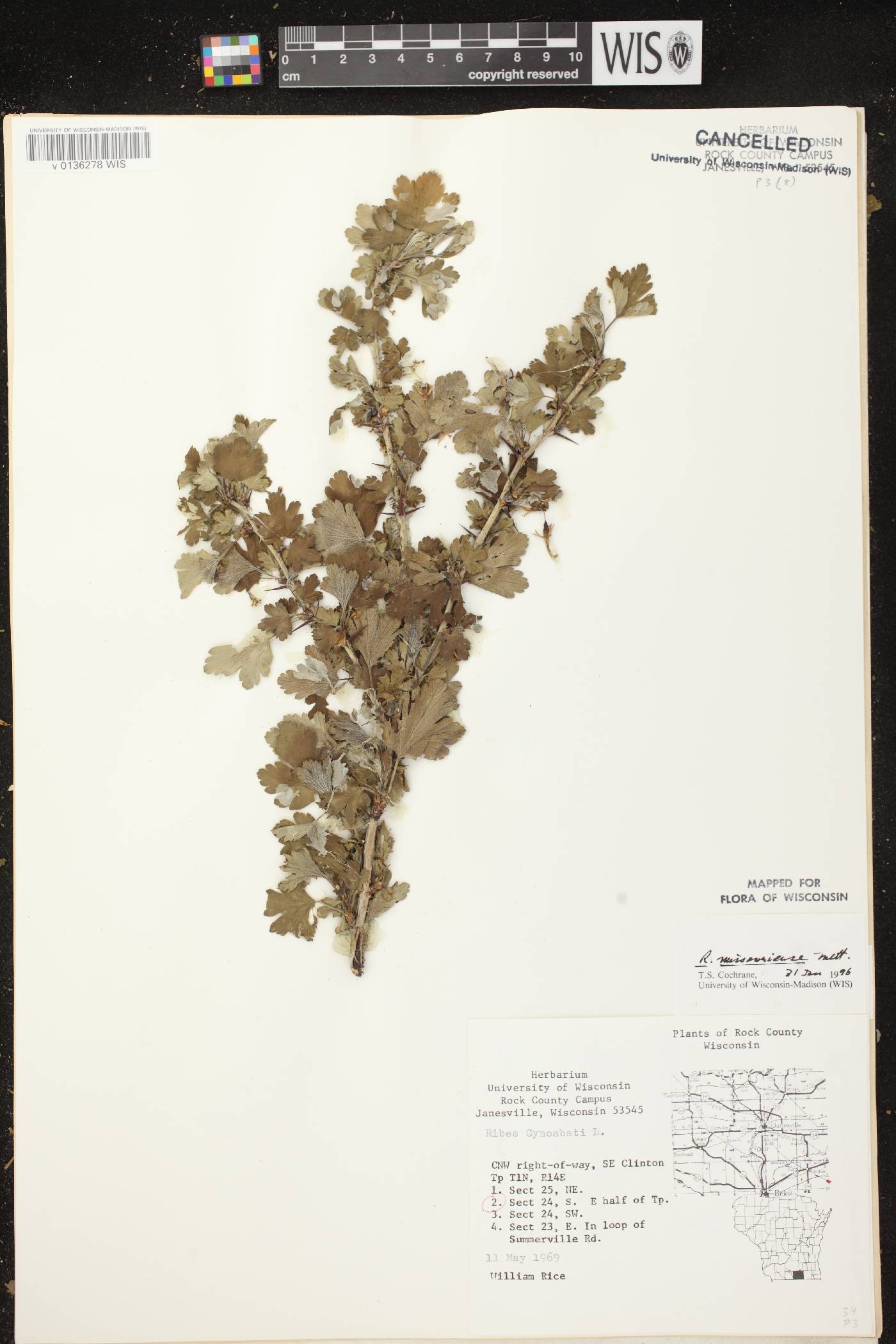 Ribes missouriense image