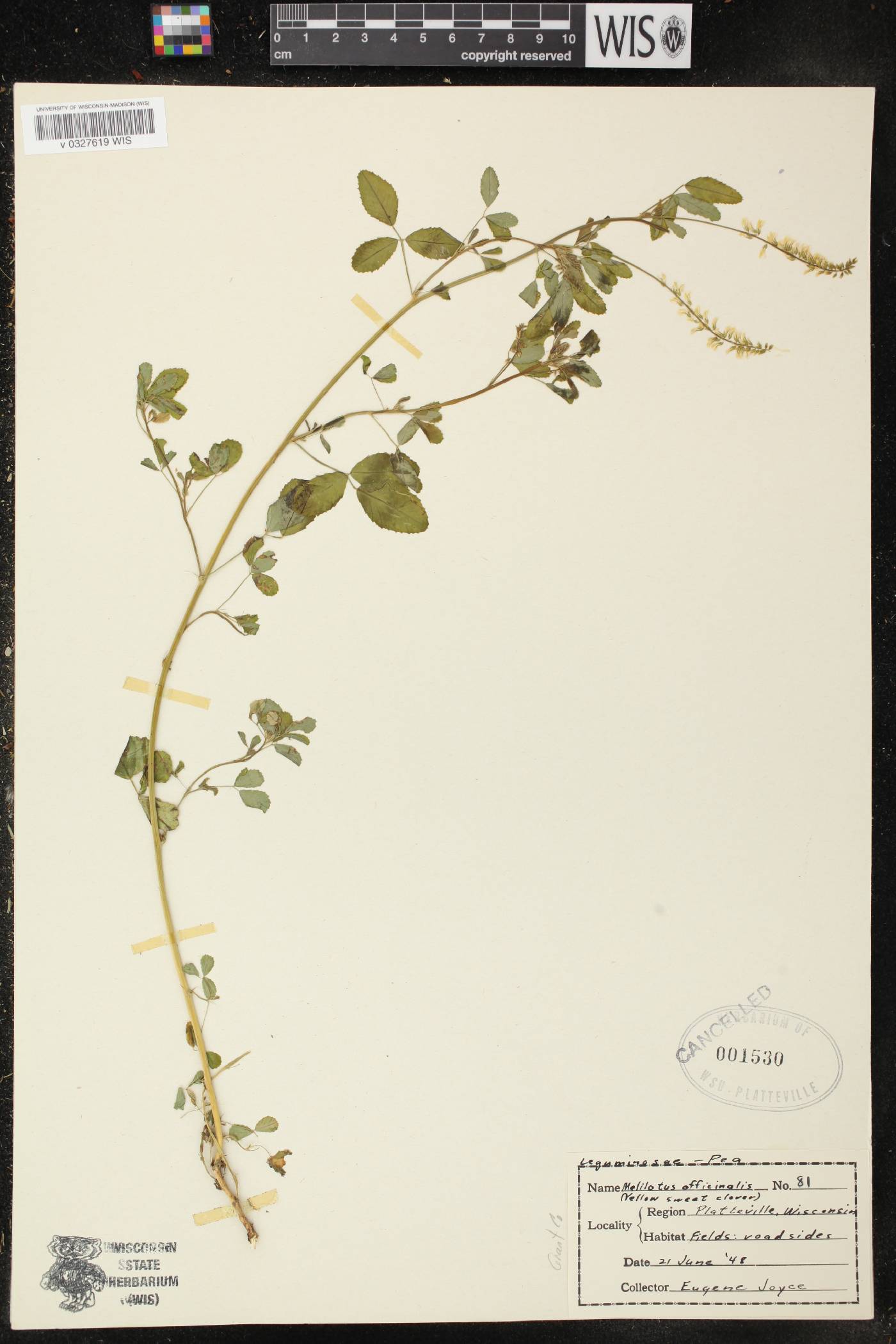 Melilotus officinalis image