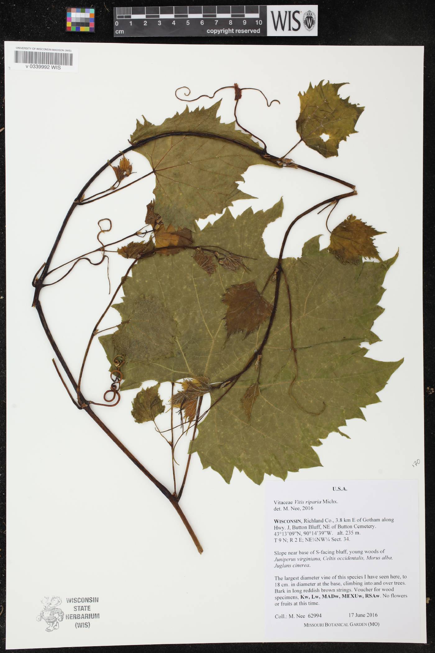 Vitis riparia image